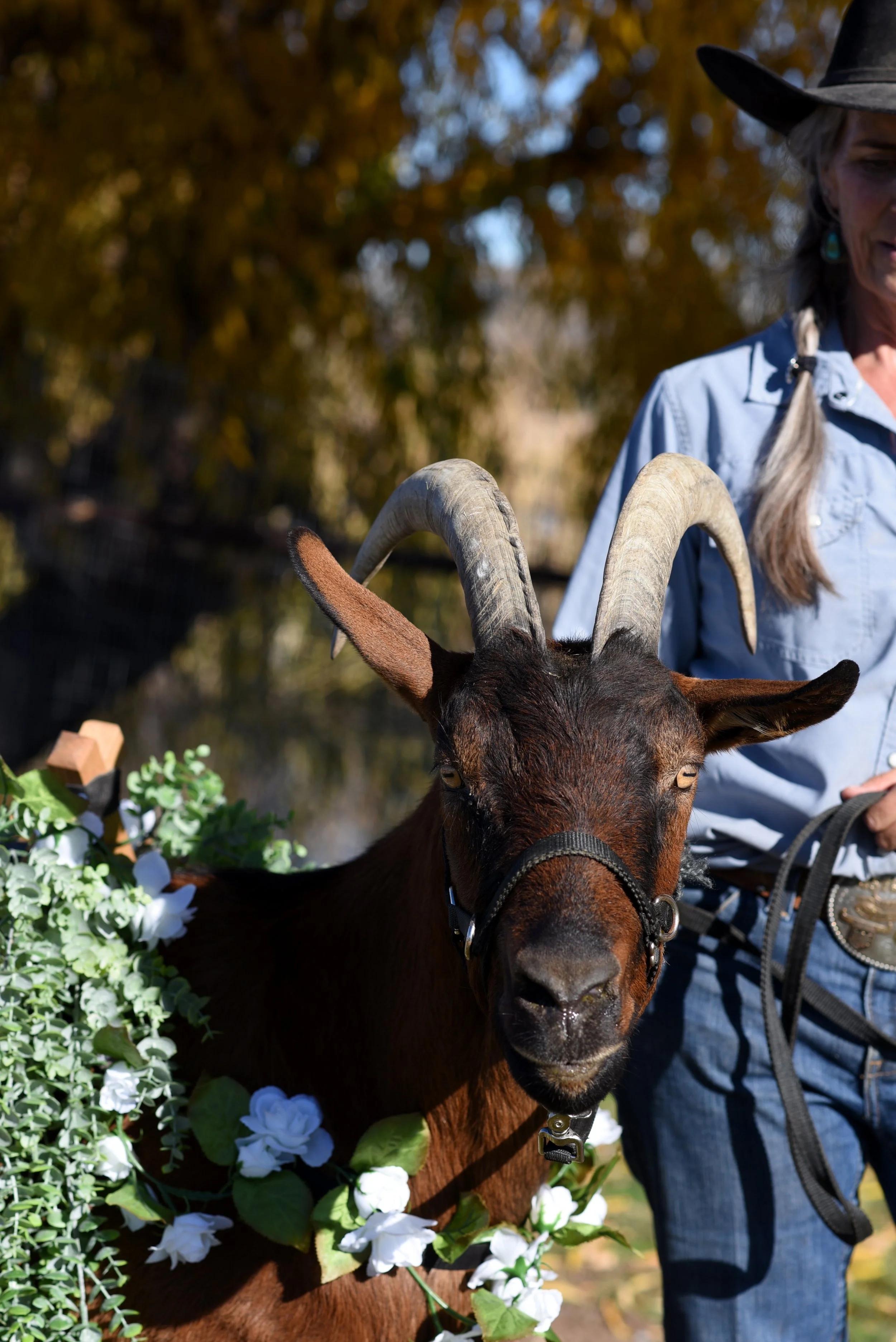 A brown goat with large, curved horns and a flower garland around its neck, standing outdoors with a partially visible person in a blue shirt and cowboy hat beside it.