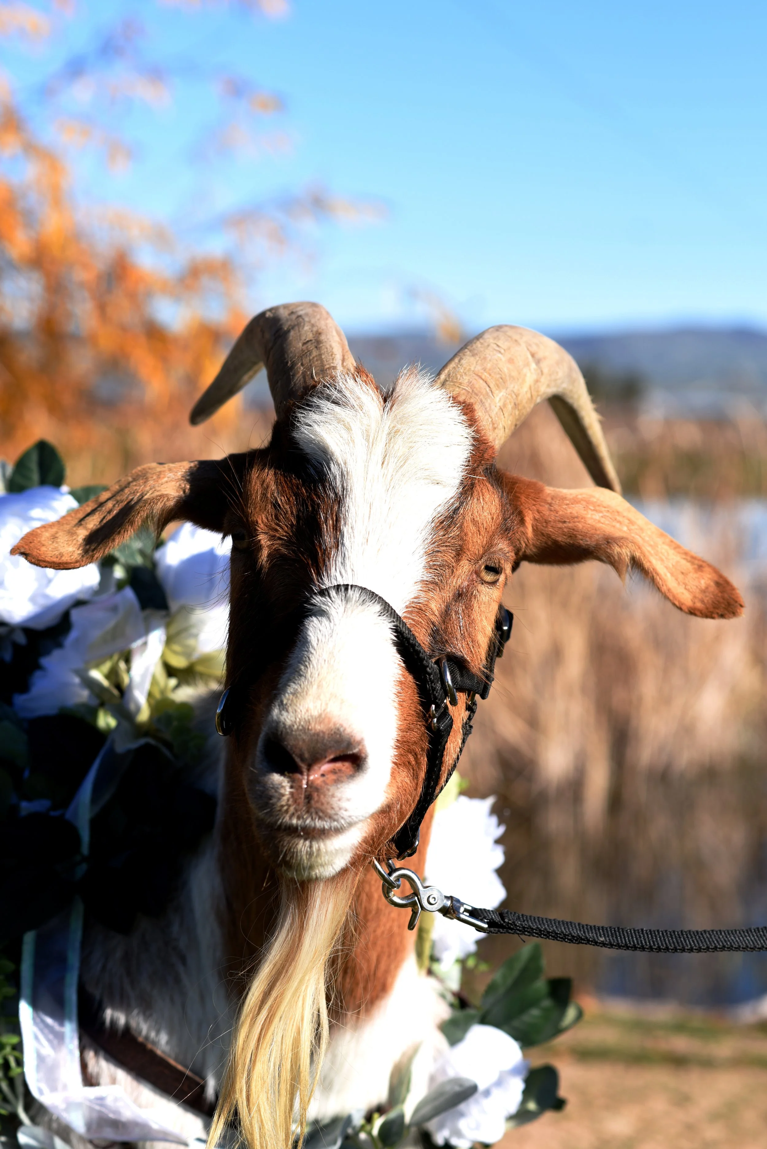 A close-up of a goat with brown and white fur, curved horns, and a beard, standing outdoors against a background of autumn trees and a clear blue sky, surrounded by white flowers.