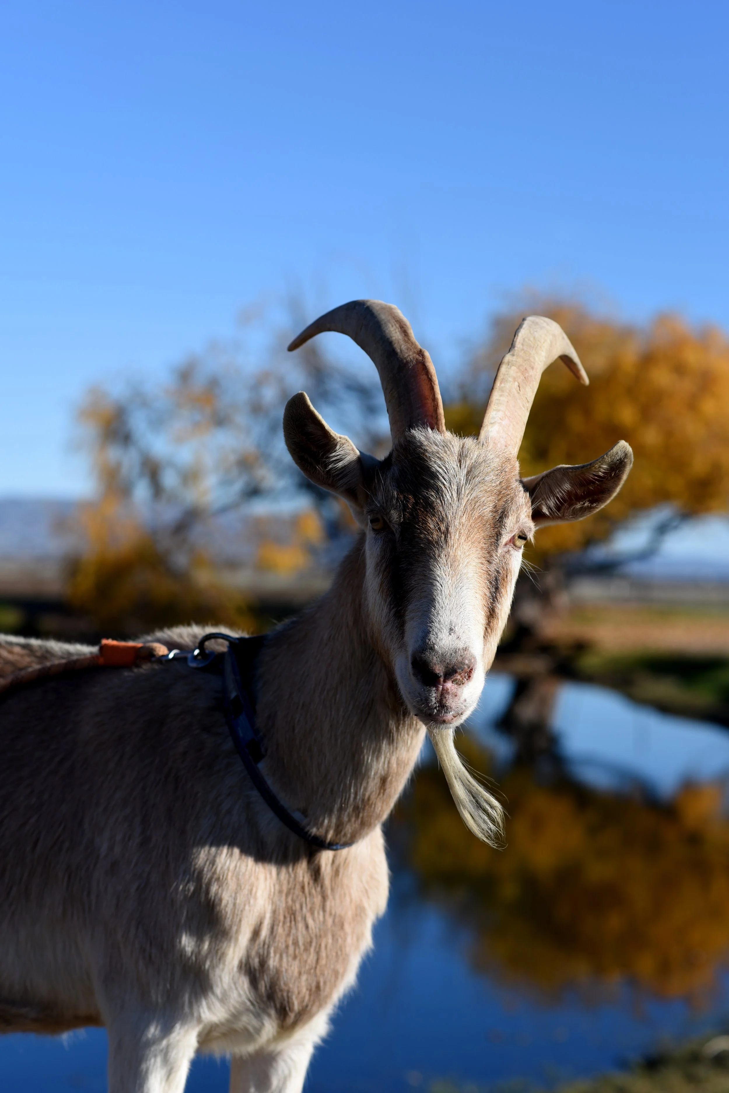 A goat standing outdoors near a pond, with autumn-colored trees and a clear blue sky in the background.