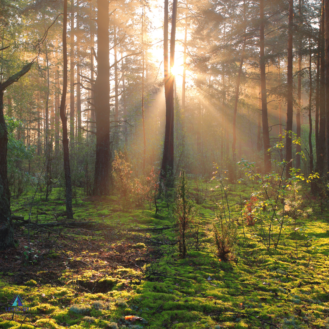 Discover the Healing Power of Forest Bathing: A Natural Remedy for Stress and Well-Being
