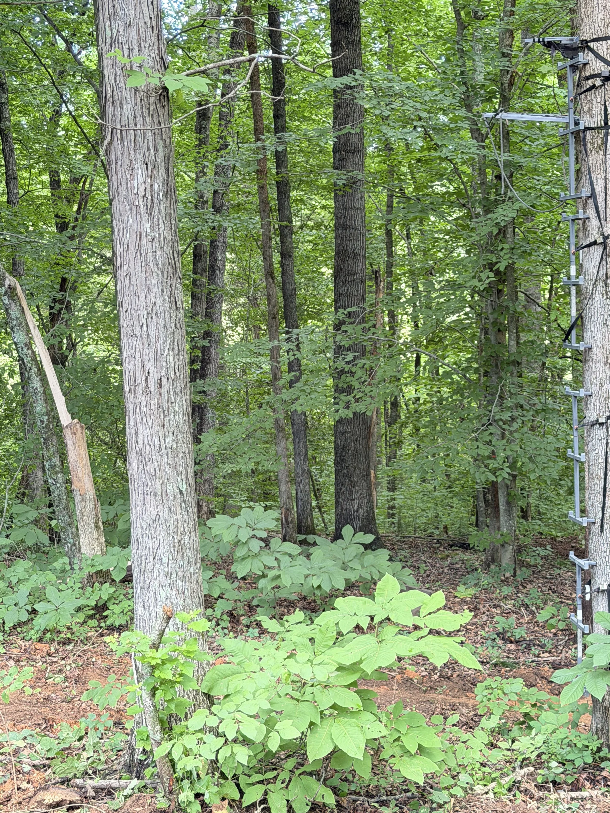 Wooded lot with dense undergrowth before land clearing in Putnam County, TN