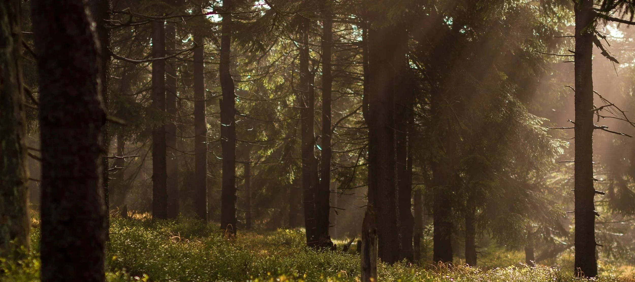 Sunlight filtering through tall pine trees in a dense forest with green ground vegetation.
