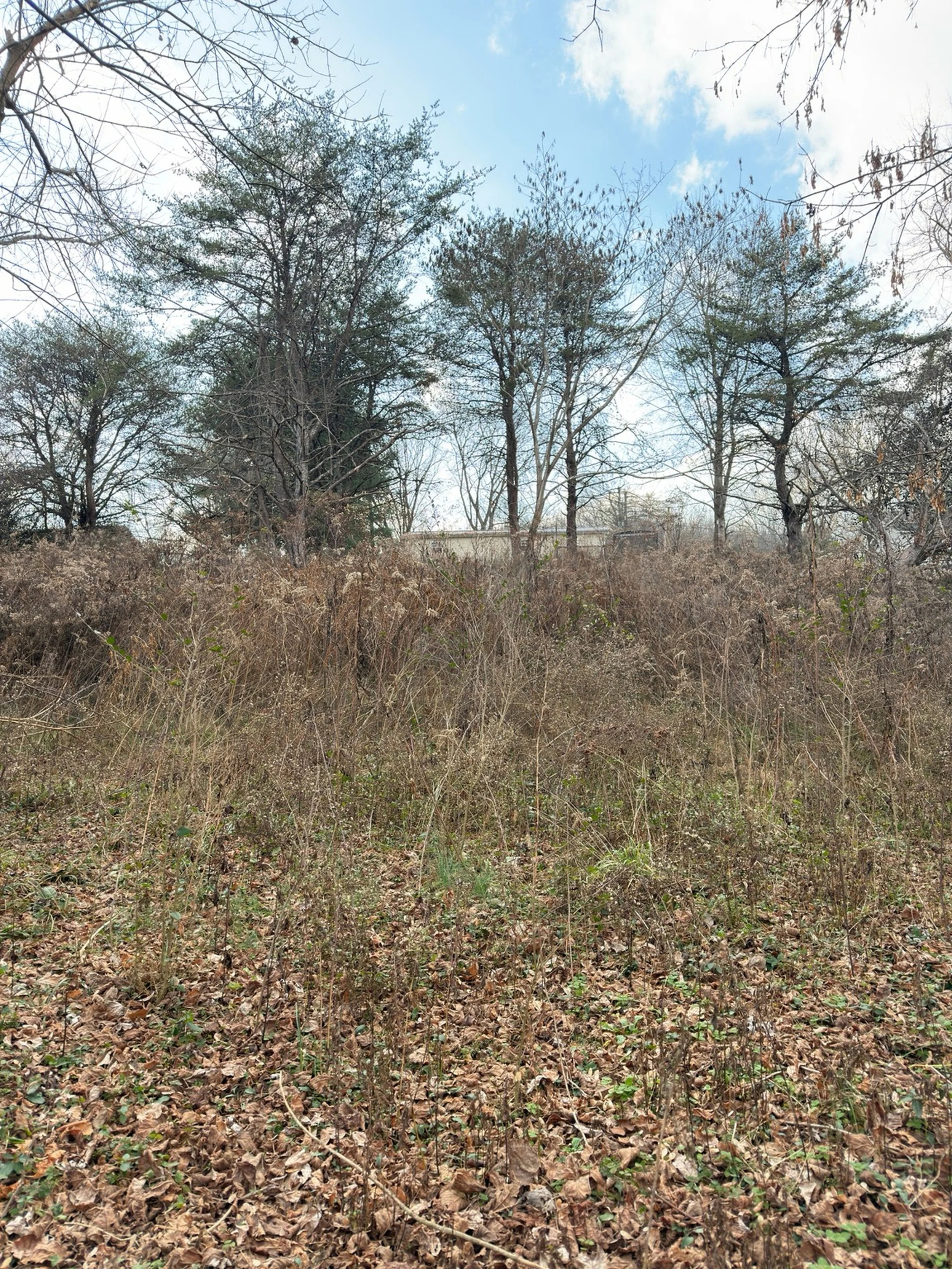 Land Clearing Near Sparta, TN .jpeg