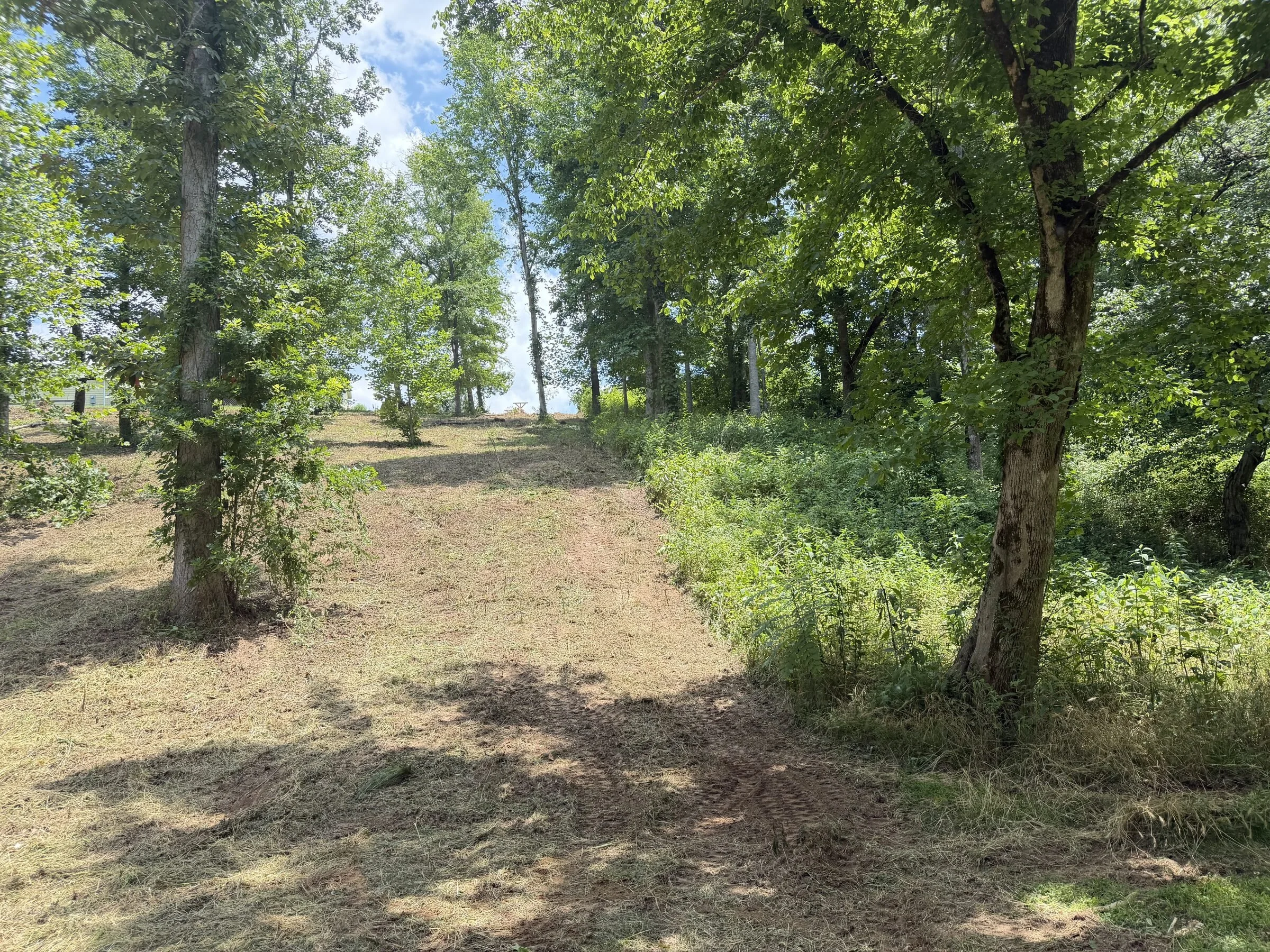Cleared brush and mowed understory near open field in Van Buren County, TN