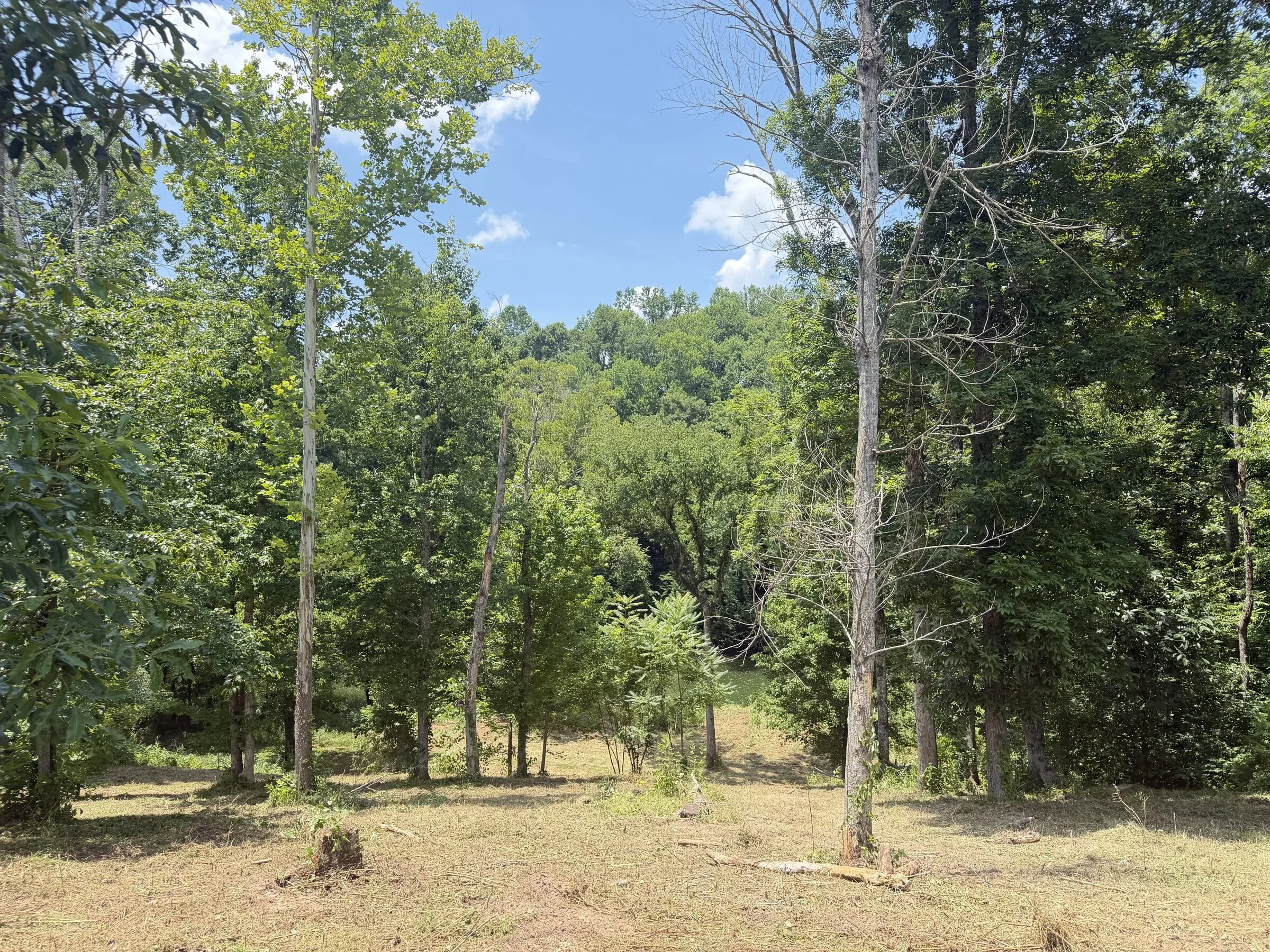 Forestry mulched forest floor with mature trees left standing in Cumberland County, TN