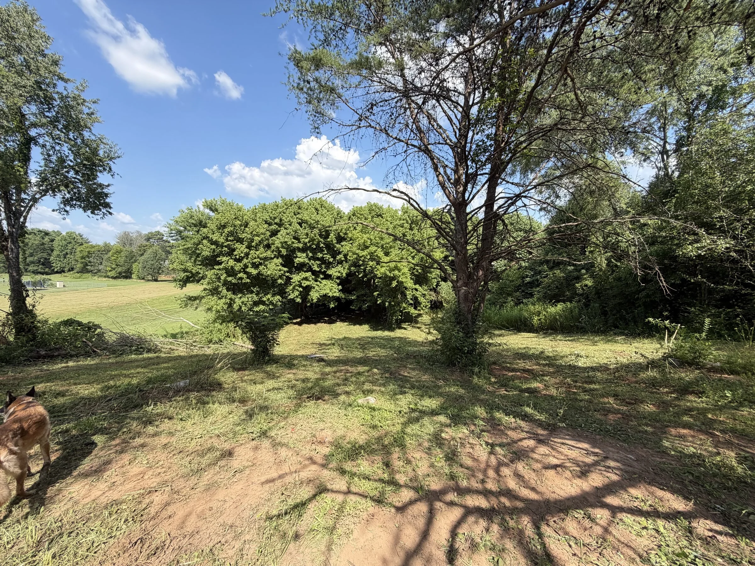 Cleared brush along tree line with open pasture view in Sparta, TN