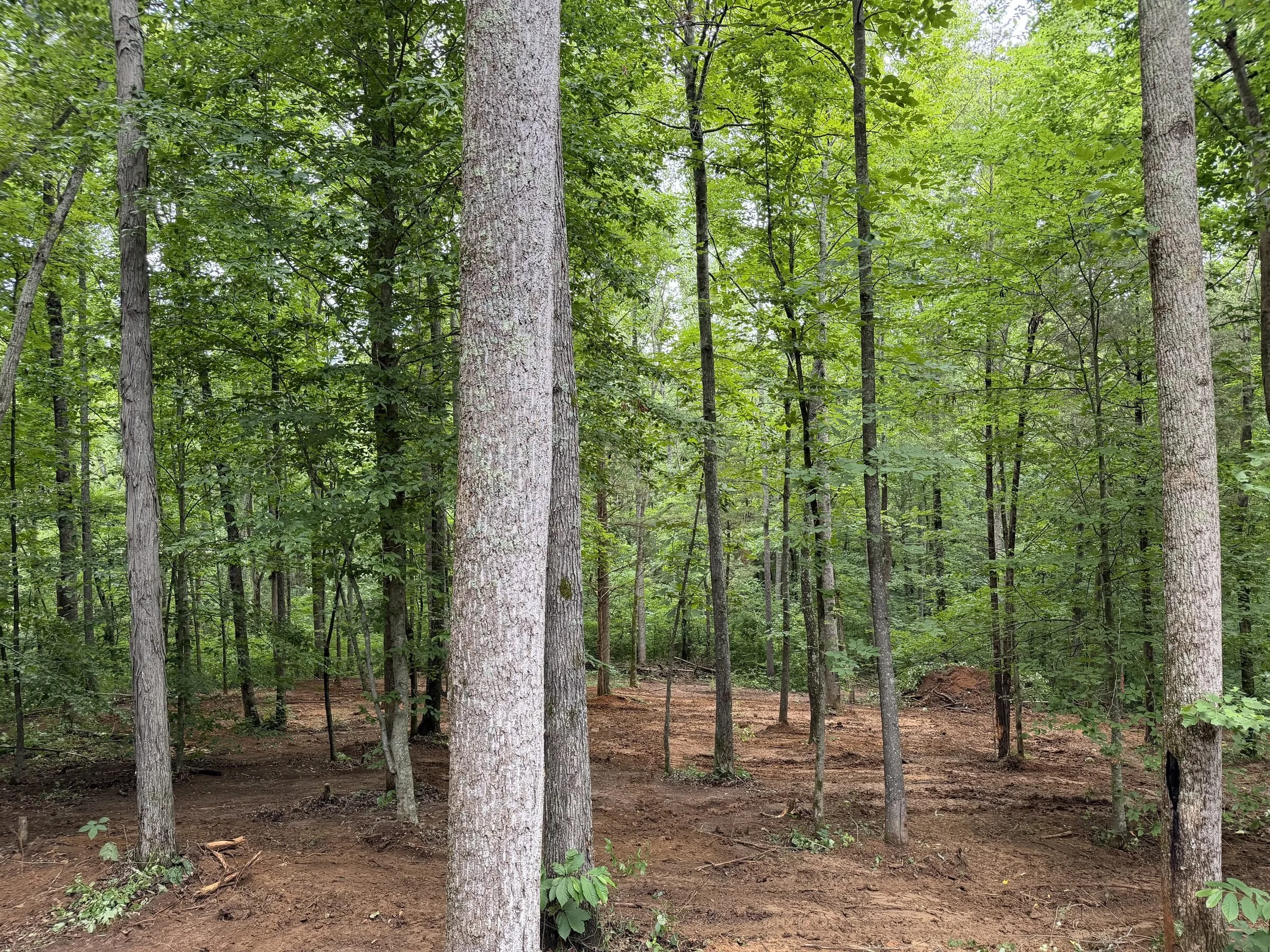 Mulched path through pine forest after brush hogging in White County, TN