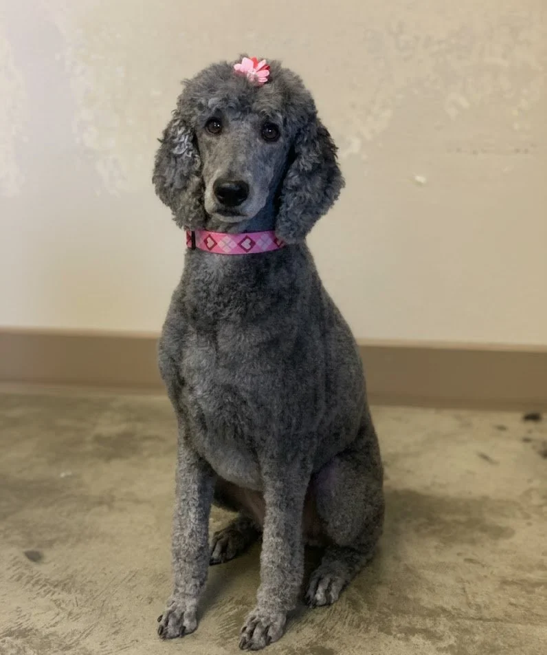 Gray poodle puppy with a pink bow on its head and a pink collar sitting on a wooden floor.