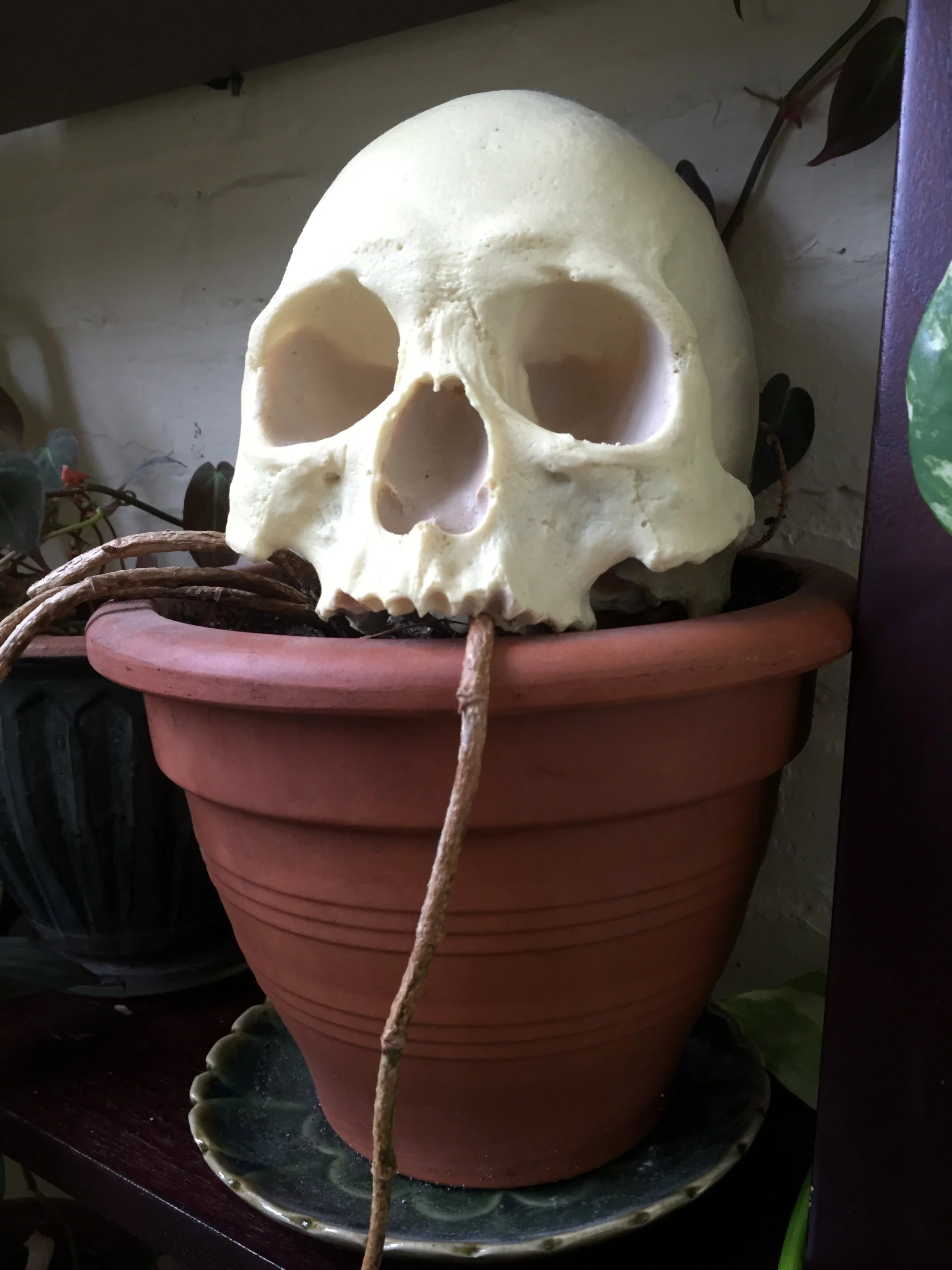 i told my mother i wanted her skull.