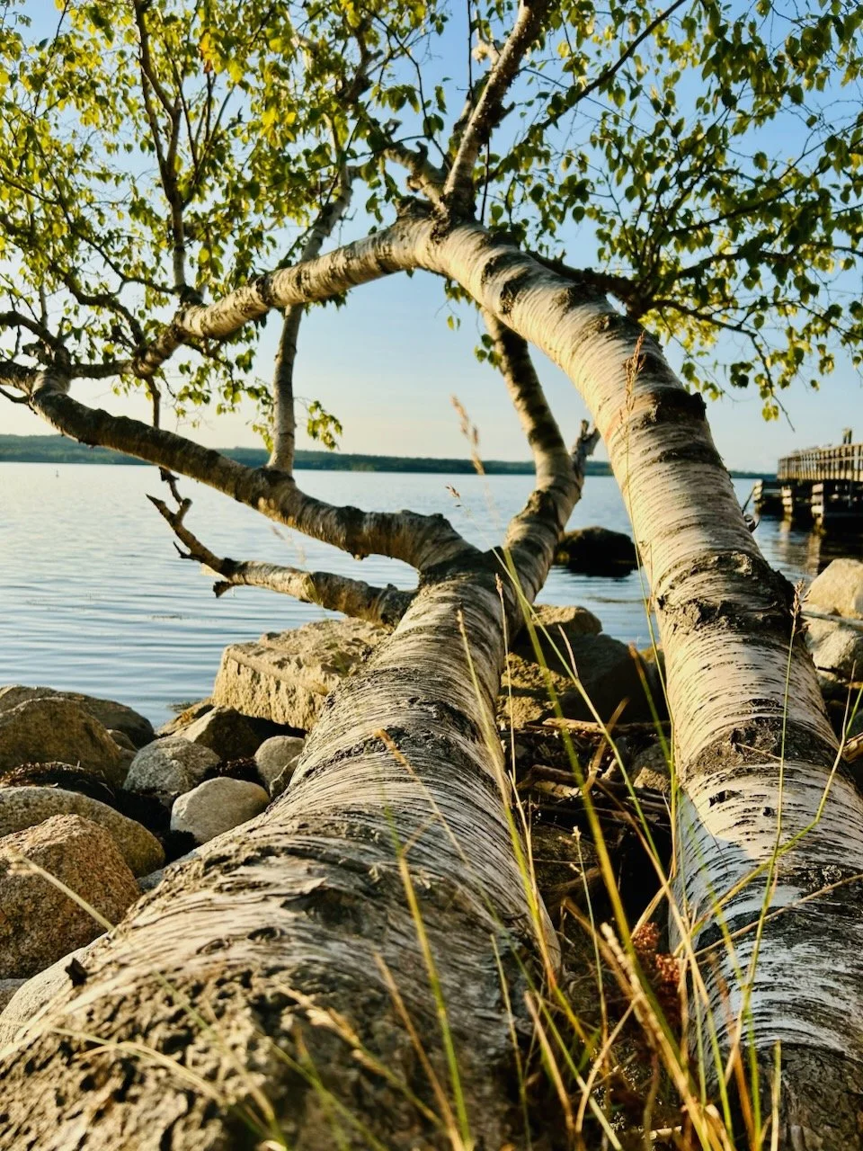 A fallen tree trunk on a rocky shoreline near a body of water, with green leaves on the tree's branches and a clear blue sky in the background.
