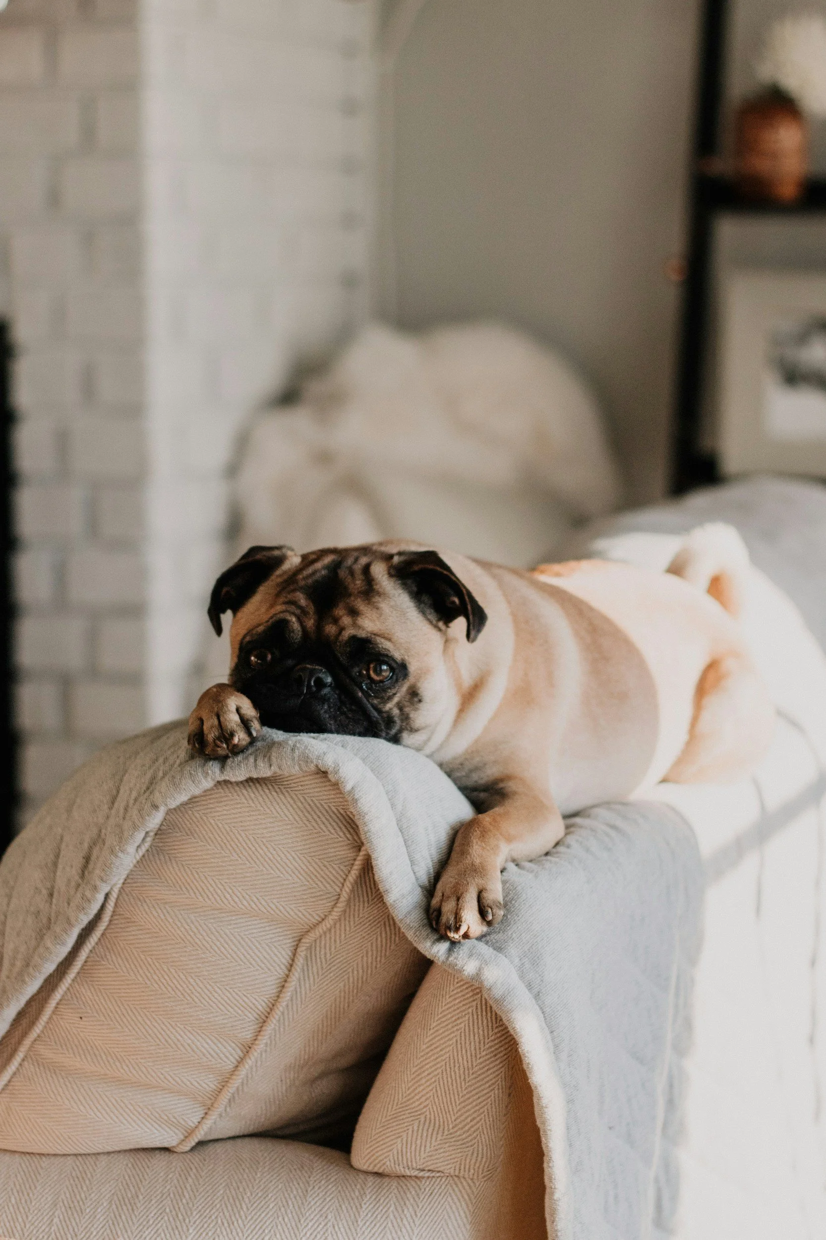 A tan and black pug dog lying on a gray blanket draped over the arm of a beige sofa, resting its head and paw on the edge of the sofa, in a cozy living room with a brick fireplace and decorative items in the background.