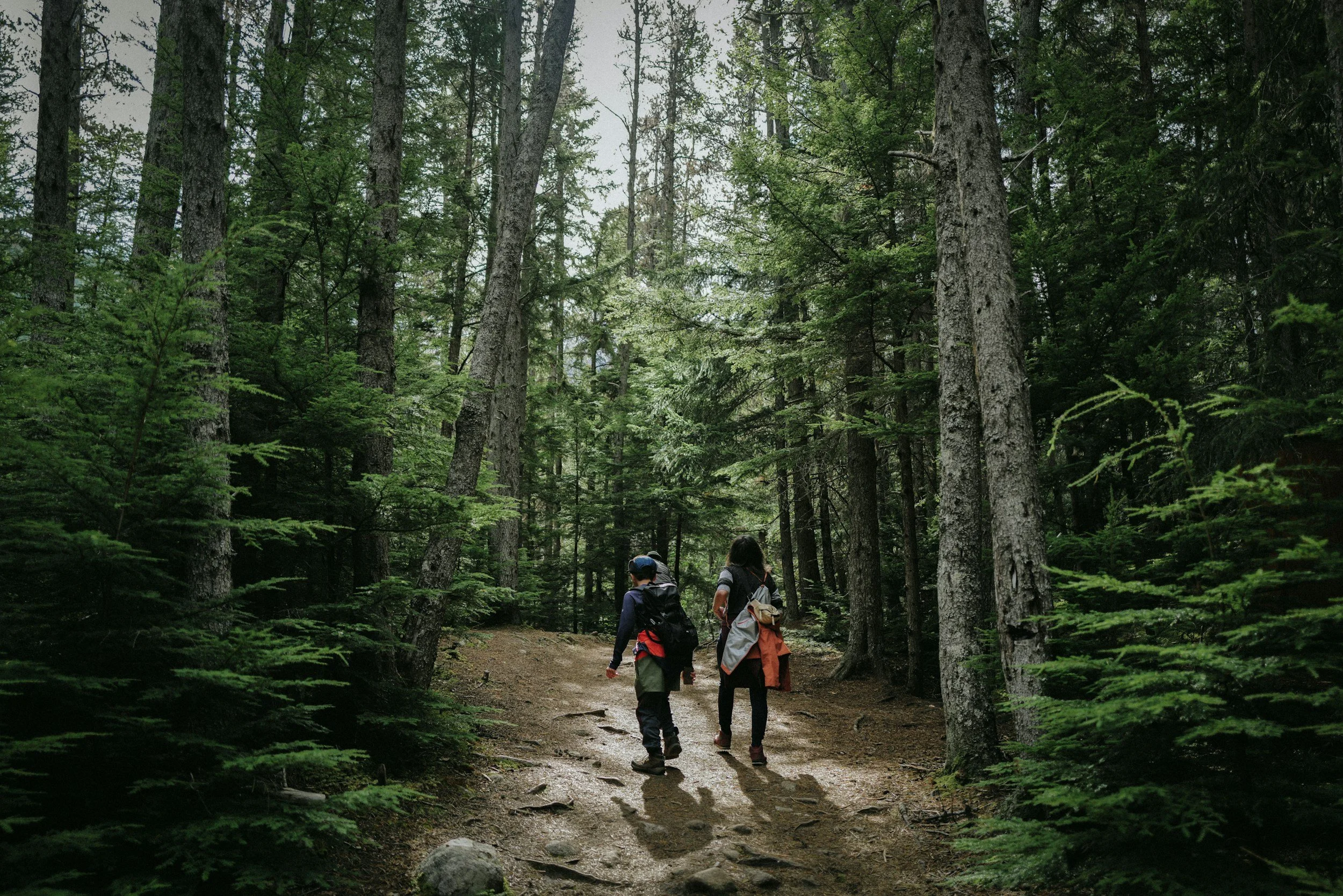 Two hikers with backpacks walking along a dirt trail in a dense BC forest with tall trees and green foliage.