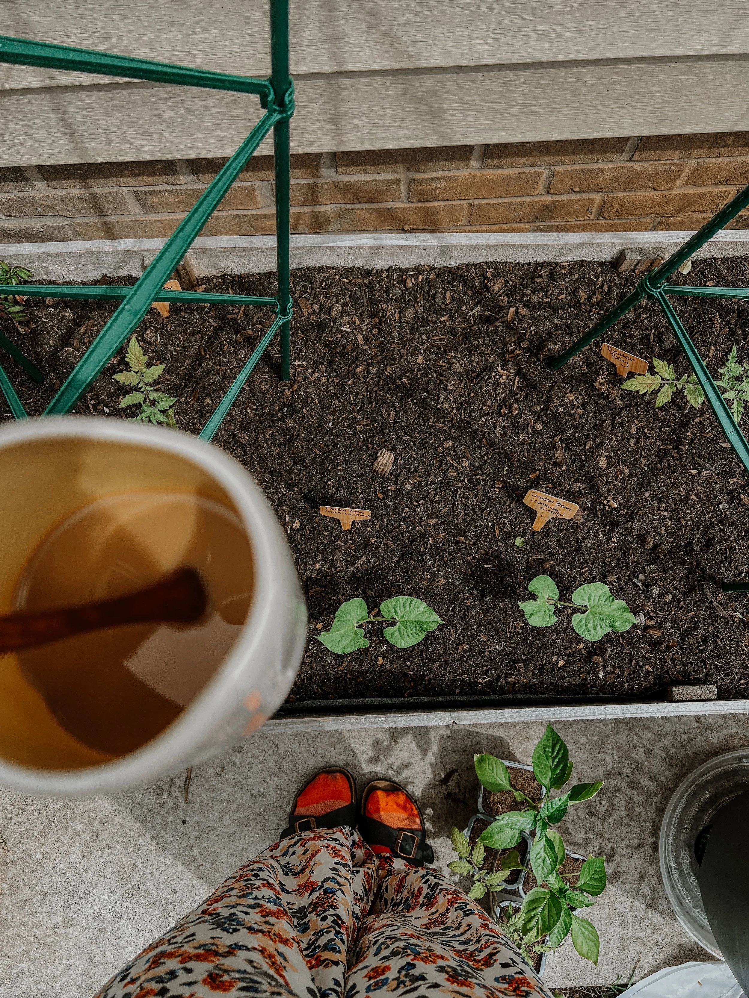 What to plant in May