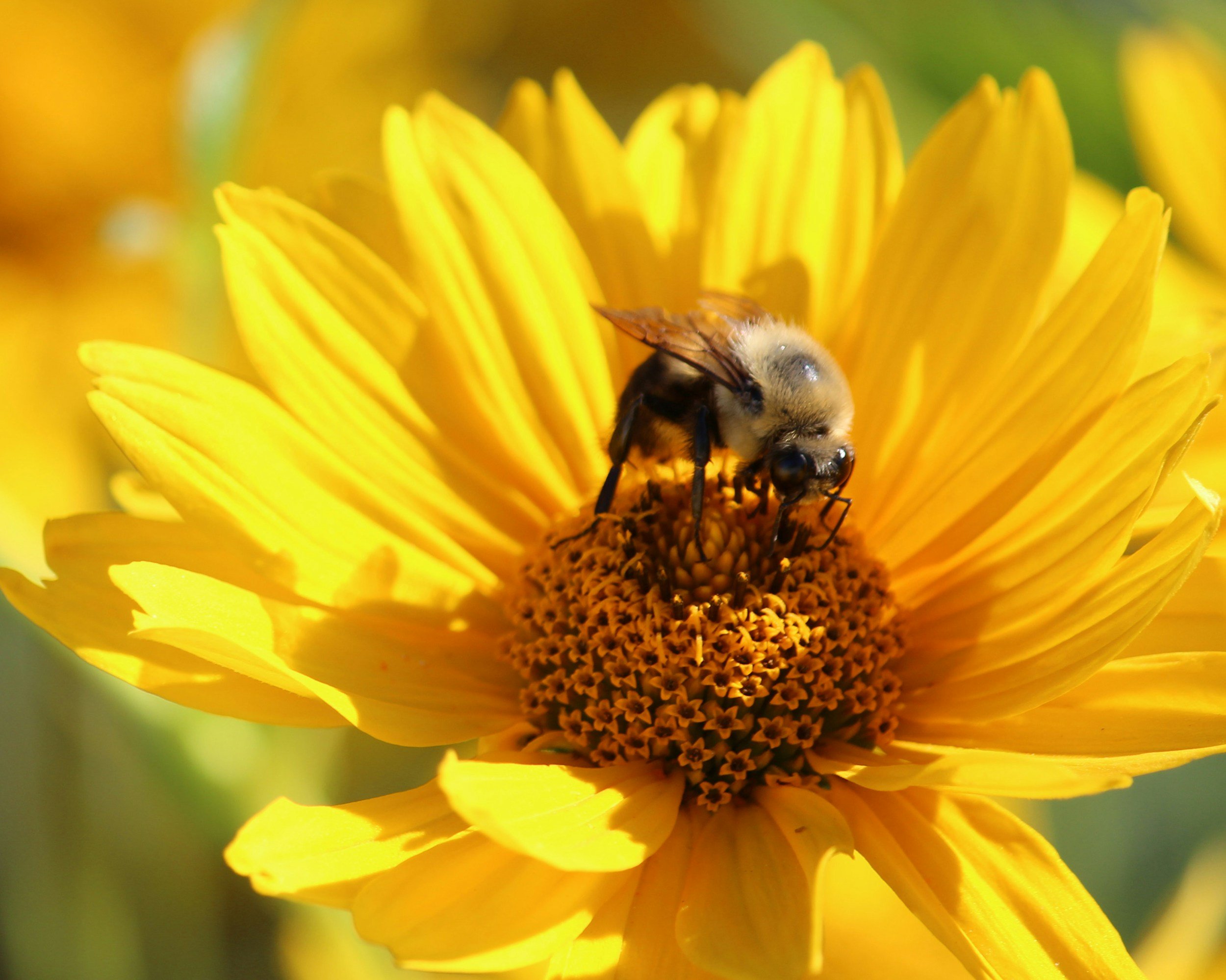 A bee collecting nectar from a bright yellow flower with orange center petals.