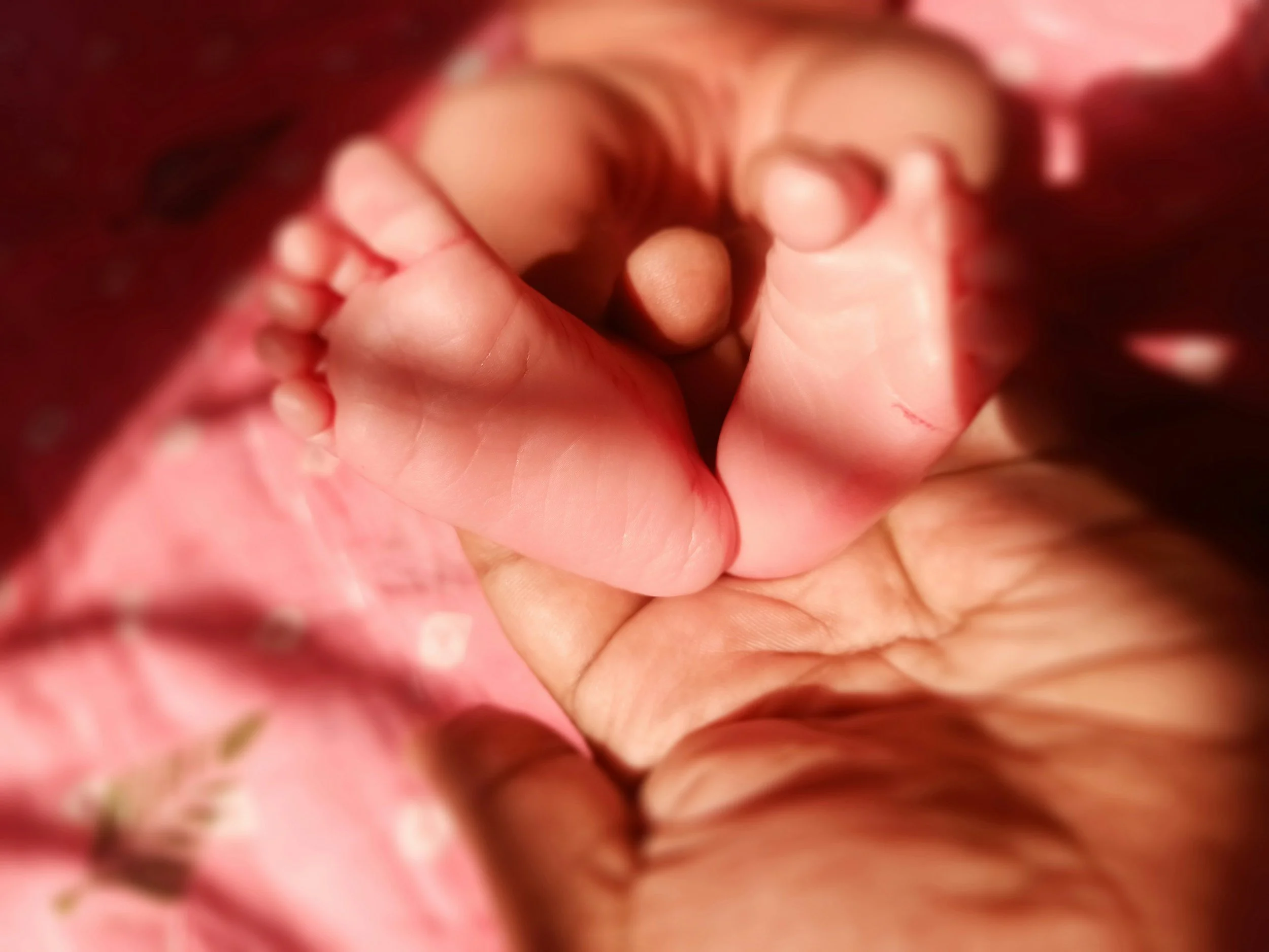 Close-up of a tiny newborn baby's hand grasping an adult's finger.