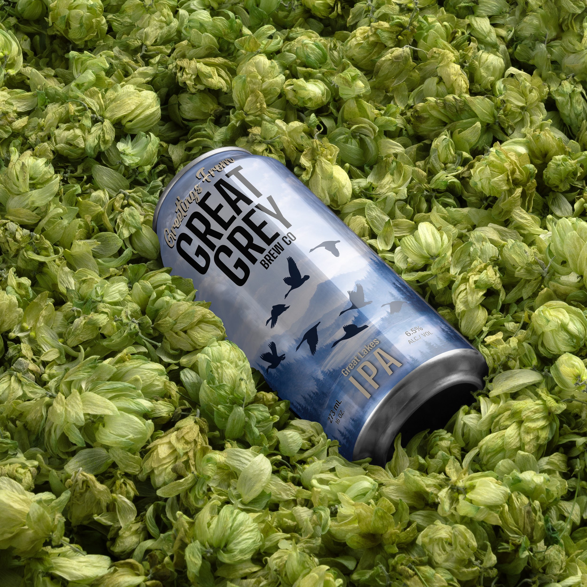A can of Great Lakes IPA beer lying on a bed of fresh green hop cones.