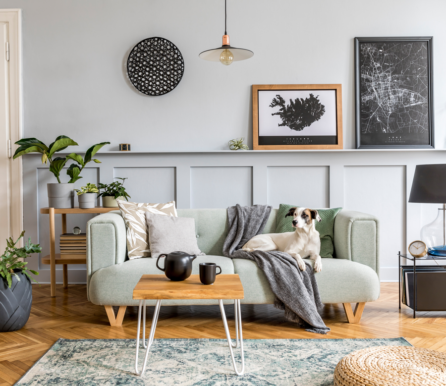 A dog on a sofa, looking expectantly