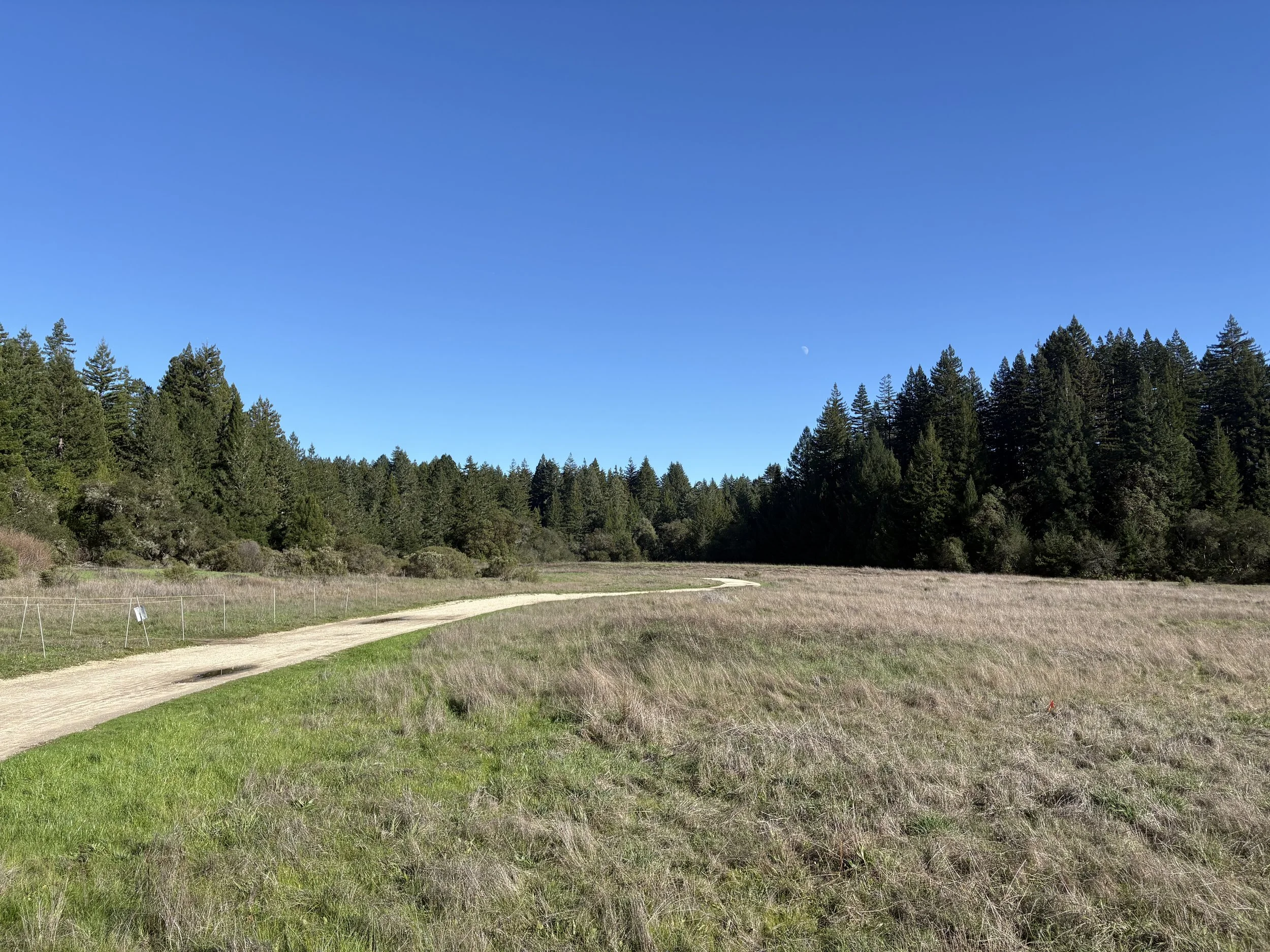 Field sobriety tests - what do they show?