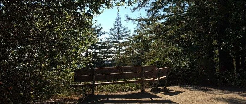A wooden bench on a dirt path surrounded by trees and foliage, with sunlight filtering through the leaves.