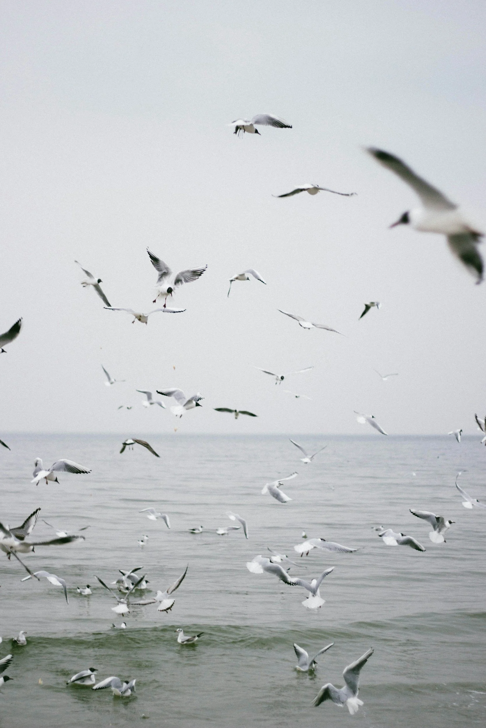 Seagulls flying and floating over the ocean under an overcast sky.