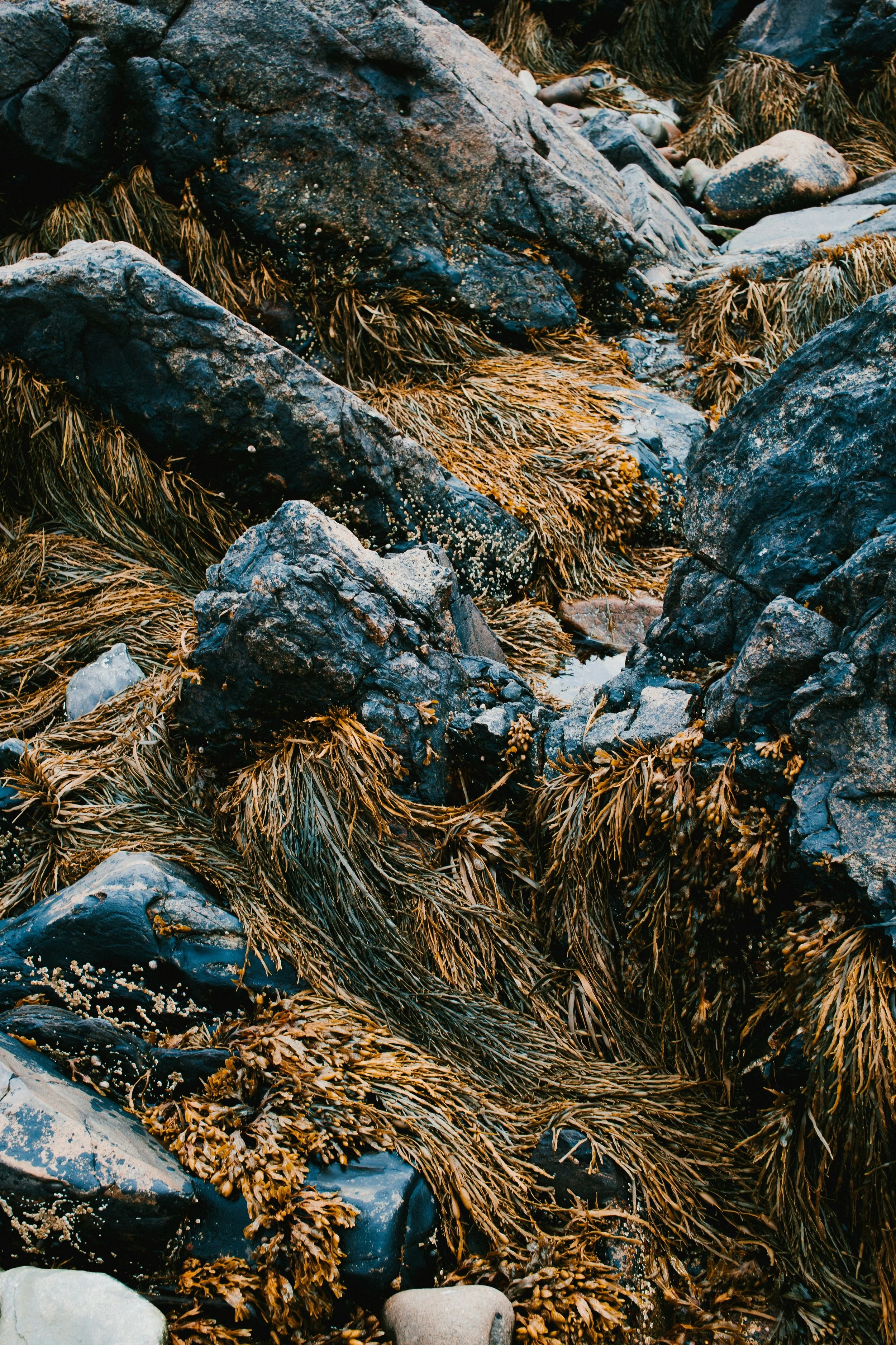 Close-up of rocks and seaweed on a rocky shoreline.