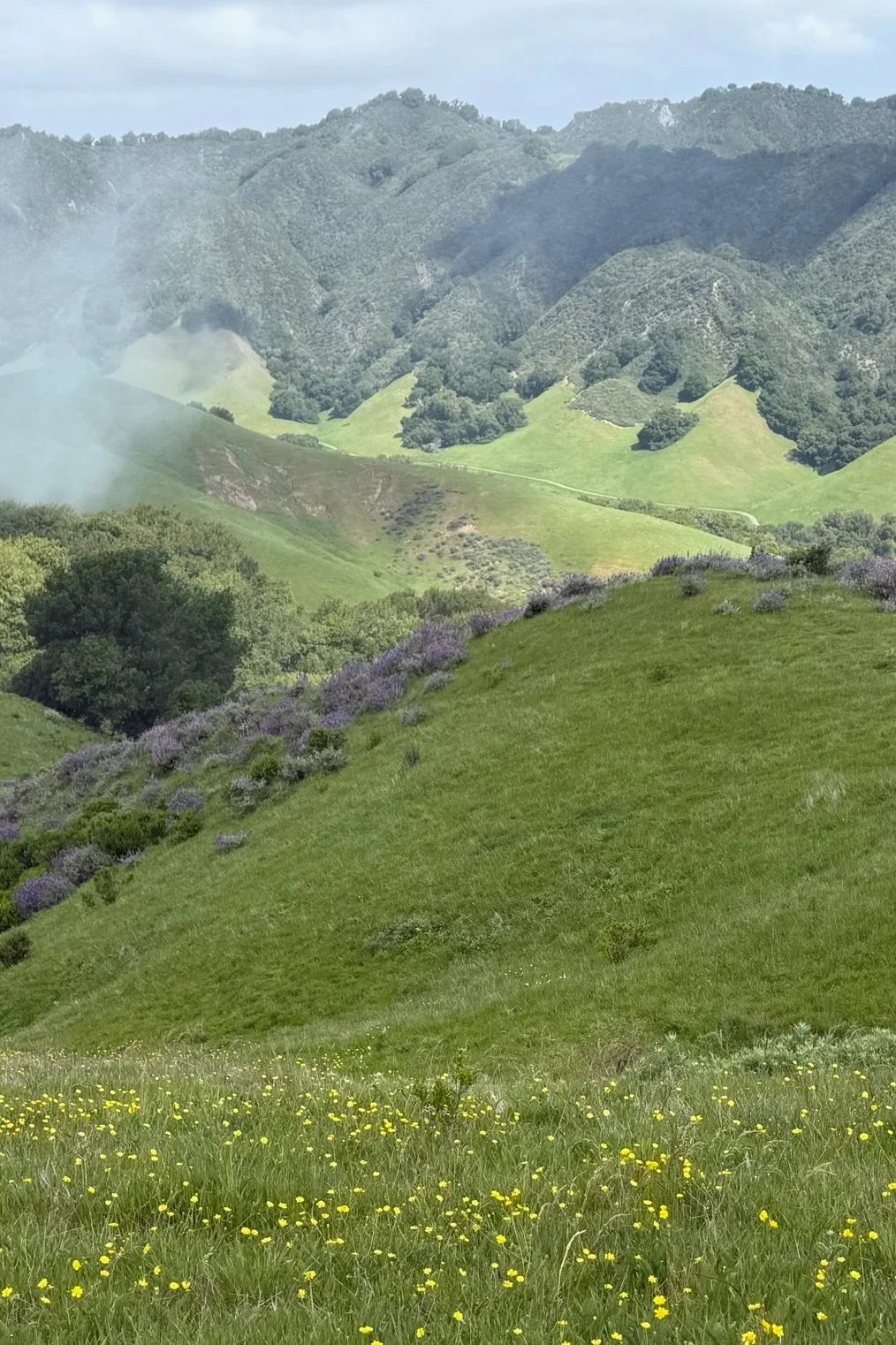 Lush green rolling hills with wildflowers in the foreground and fog floating by in the background.