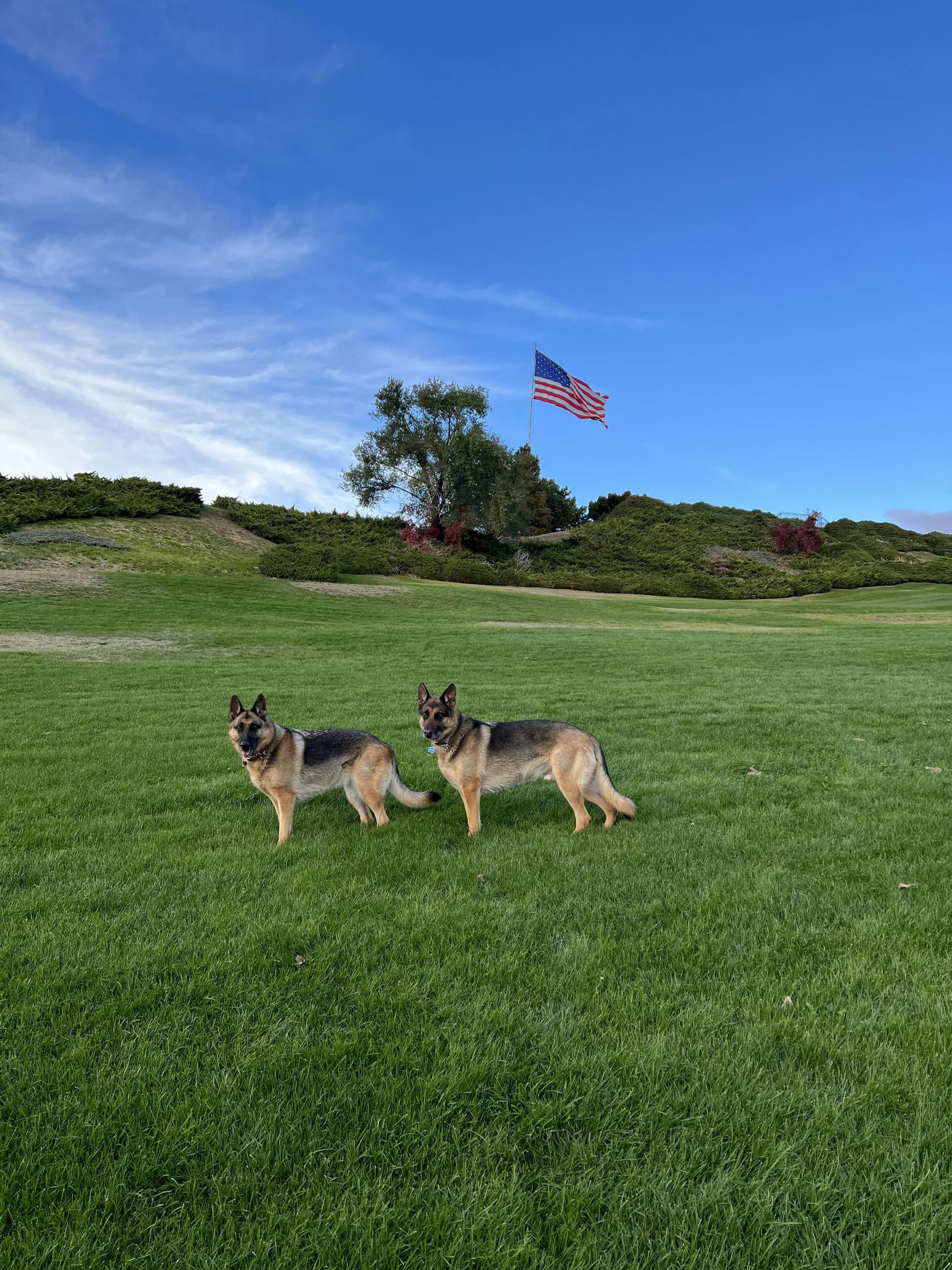 Two German Shepherd dogs standing on a lush green lawn with a hill, trees, and the American flag waving in the background under a bright blue sky.