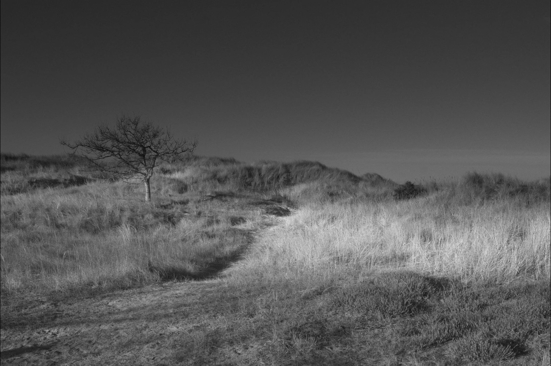 Just a tree in Tisvildeleje from January this year.
Shot on my #nikond2x and edited in #davinciresolve