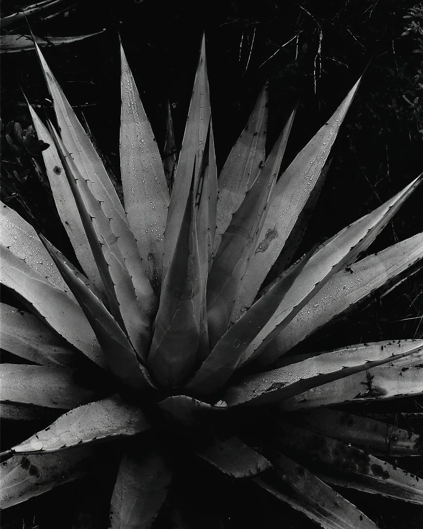 6ED82F4F-DE58-436E-8BCE-390109B0C12F 2.JPG