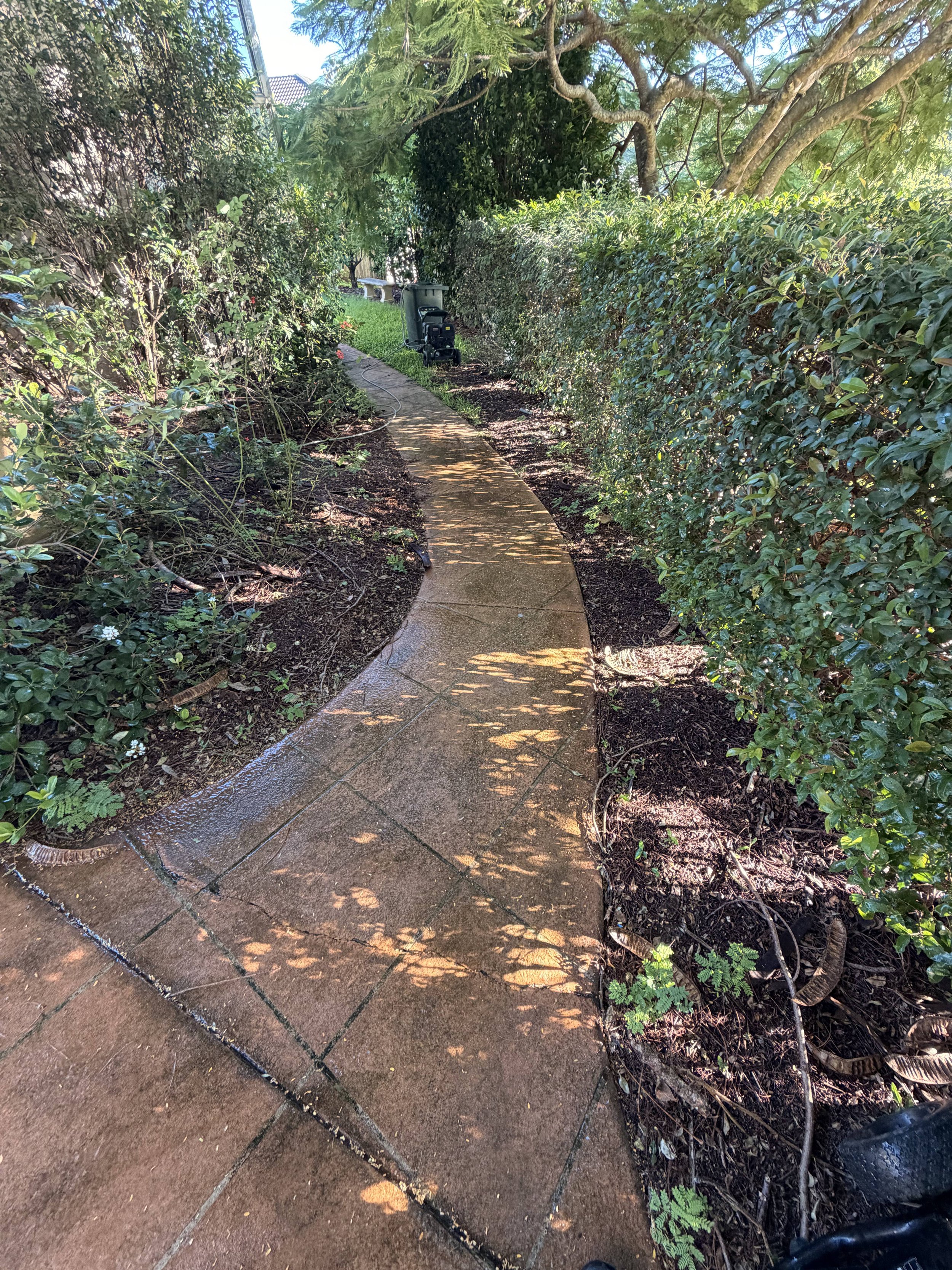 A narrow concrete sidewalk wet from recent rain, running through a lush garden with dense green bushes on either side. Shadows of tree leaves are cast on the walkway, and gardening equipment is visible in the background.
