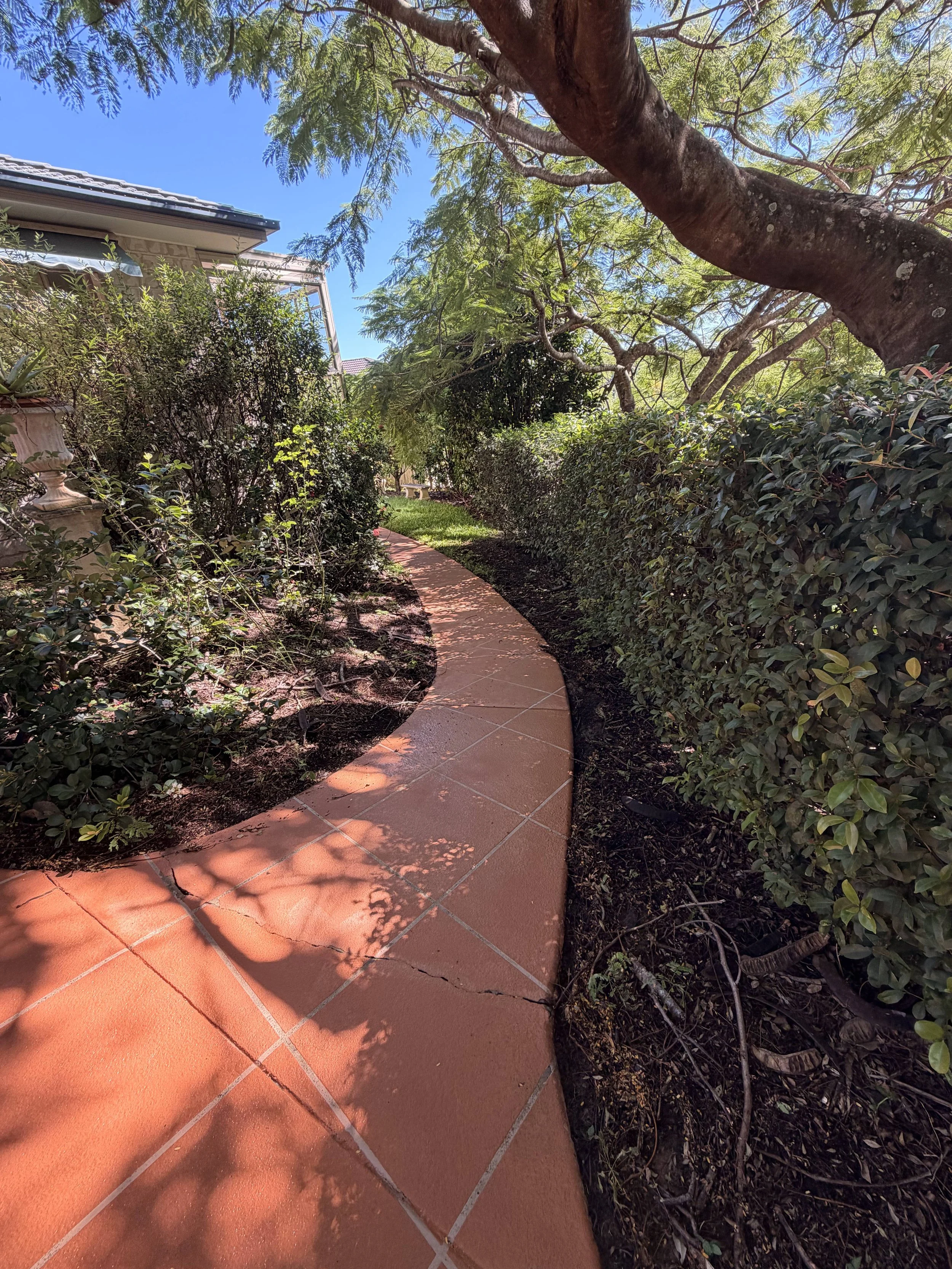 A curved terracotta pathway in a backyard, surrounded by lush green bushes and a large tree with a thick trunk and sprawling branches. The sky is clear and blue with a house partially visible on the left side.