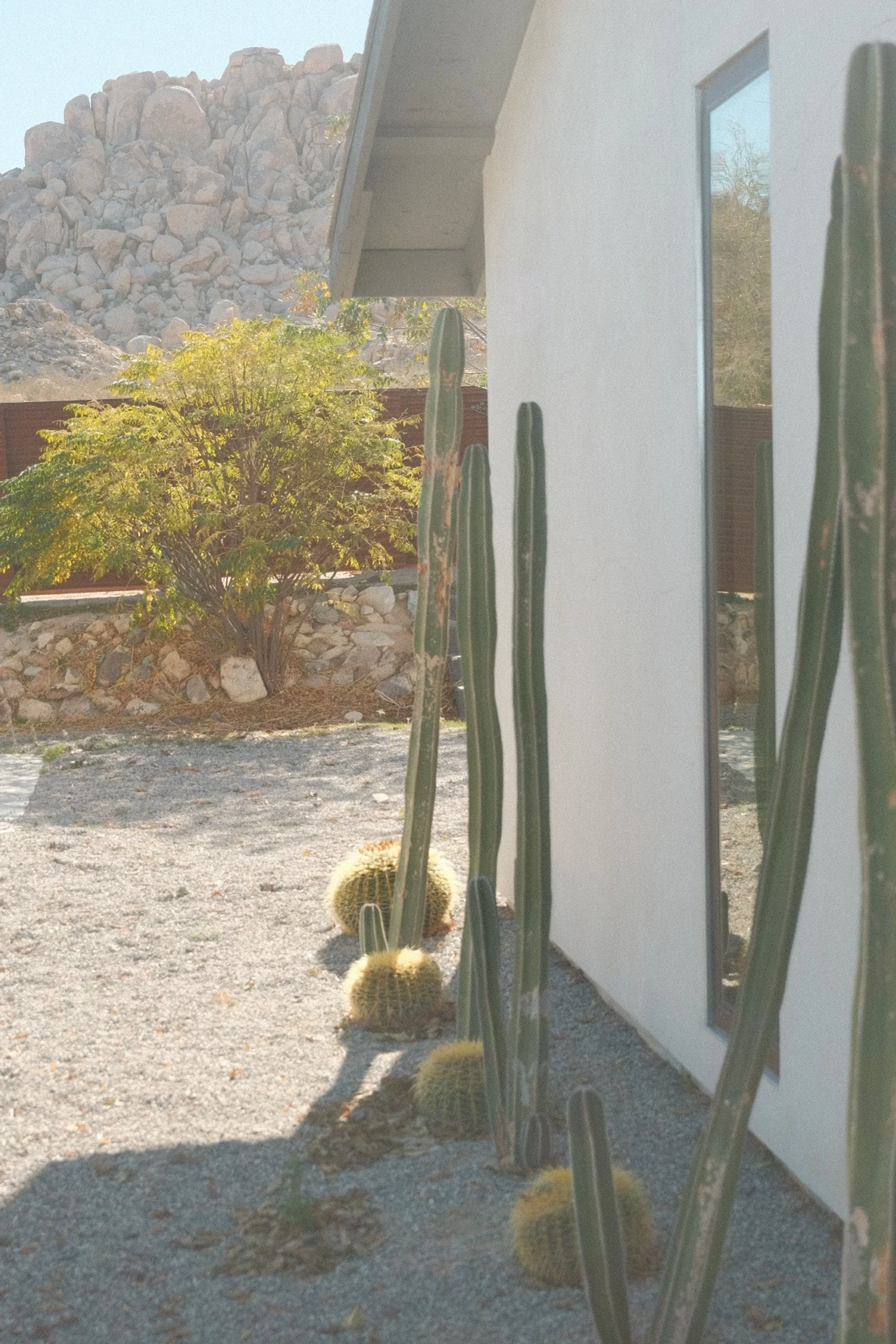 Exterior of a modern building with cactus and a tree in the yard, desert landscape, mountain rocks in background, and a rectangular window reflecting trees.