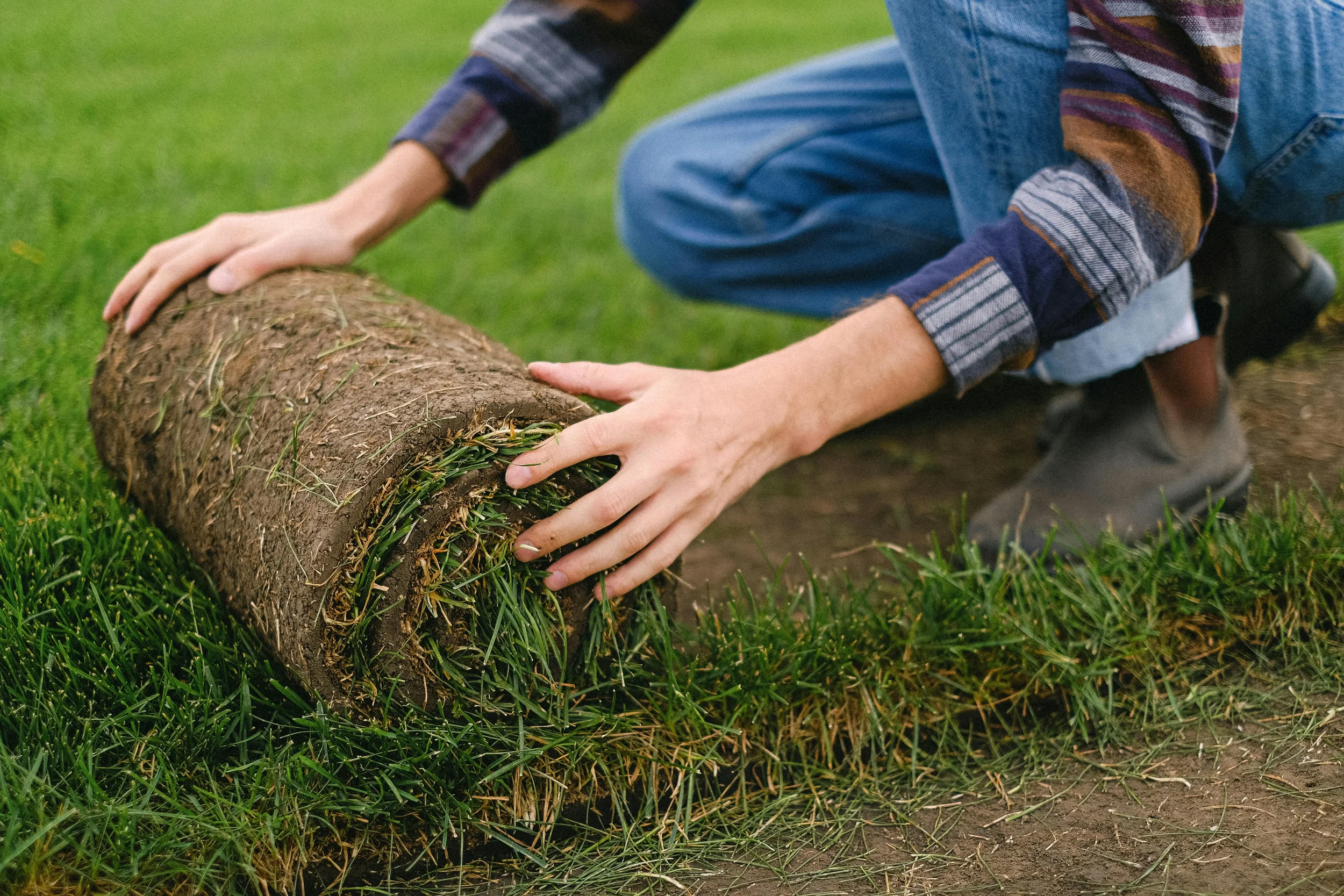 Person kneeling on the ground and rolling down sod on a green lawn with their hands.