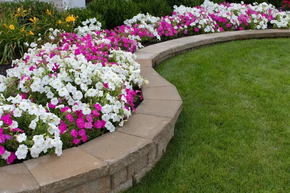 Curved flower bed with white and pink petunias bordered by a stone wall, next to a green lawn.