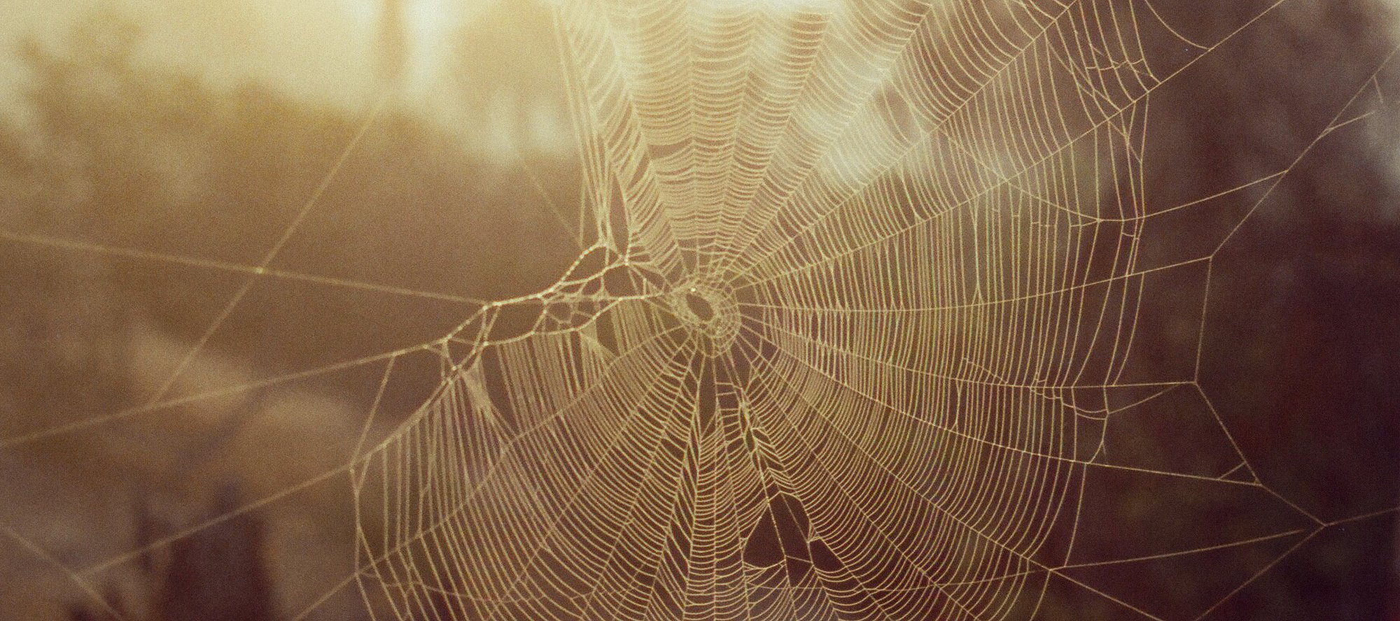 59320005_spiderweb.jpg