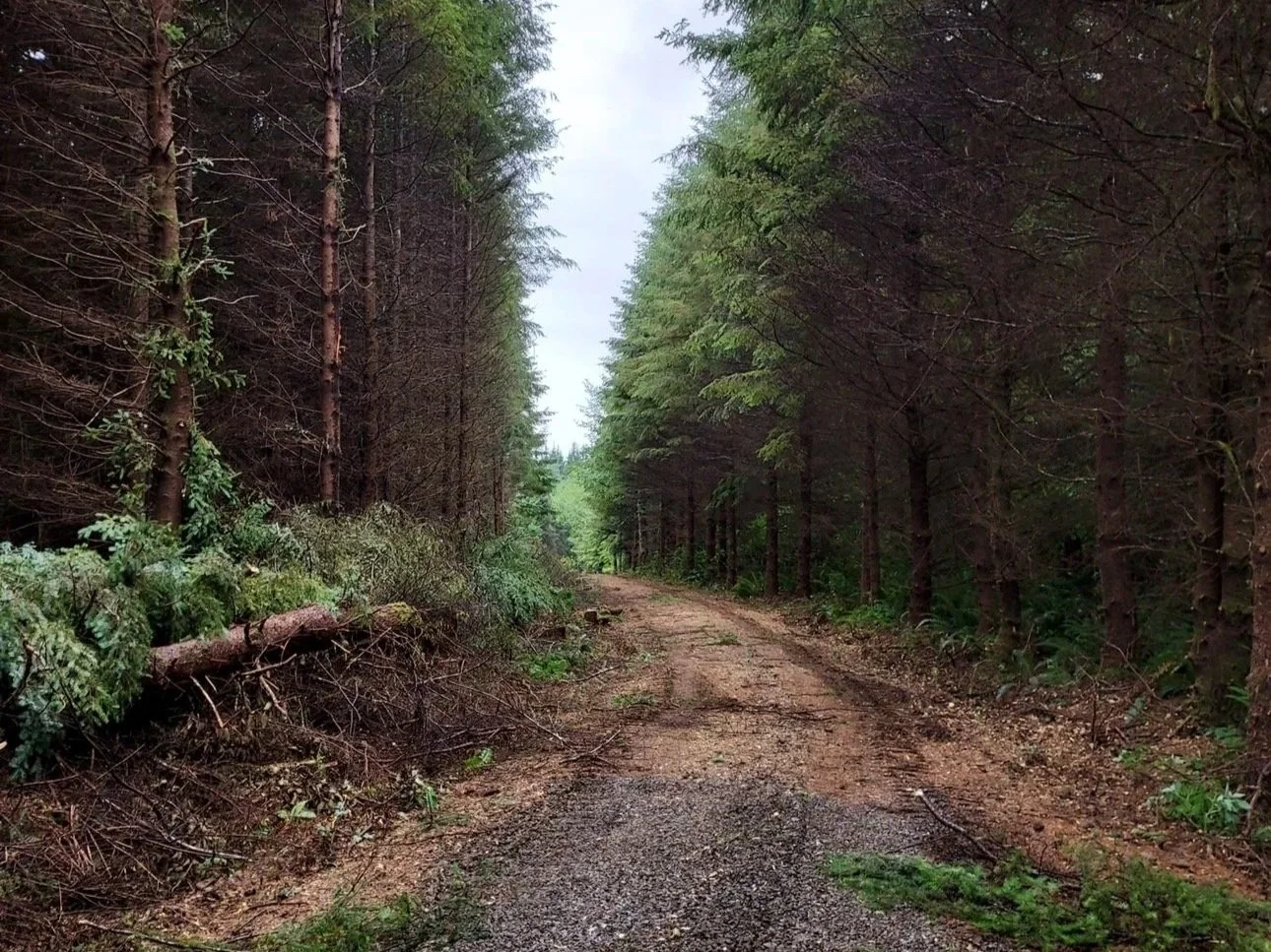 Site Preparation 
