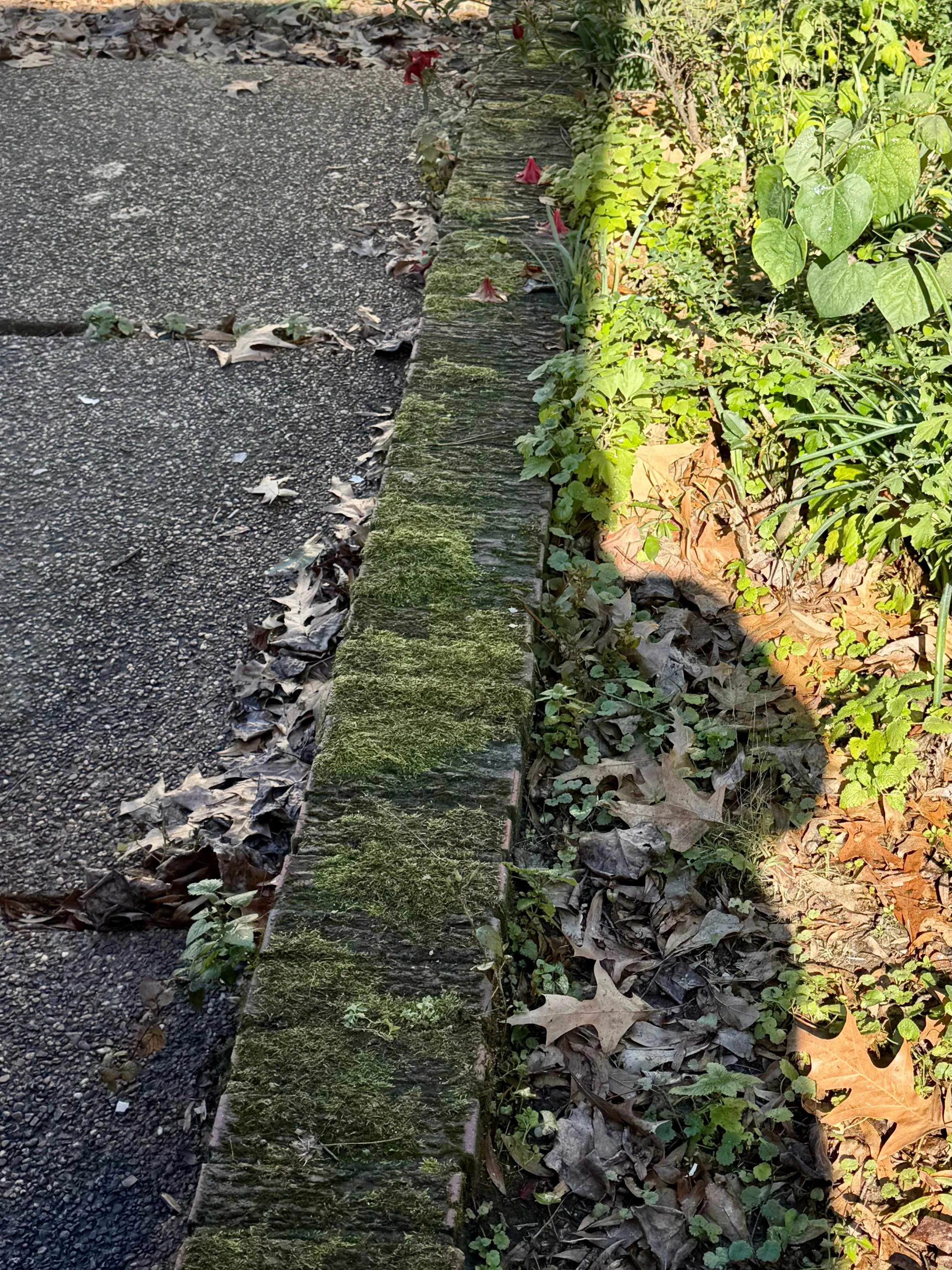 A close-up of the edge of a moss-covered wooden curb next to a sidewalk with fallen leaves and a garden bed with green plants and scattered leaves.