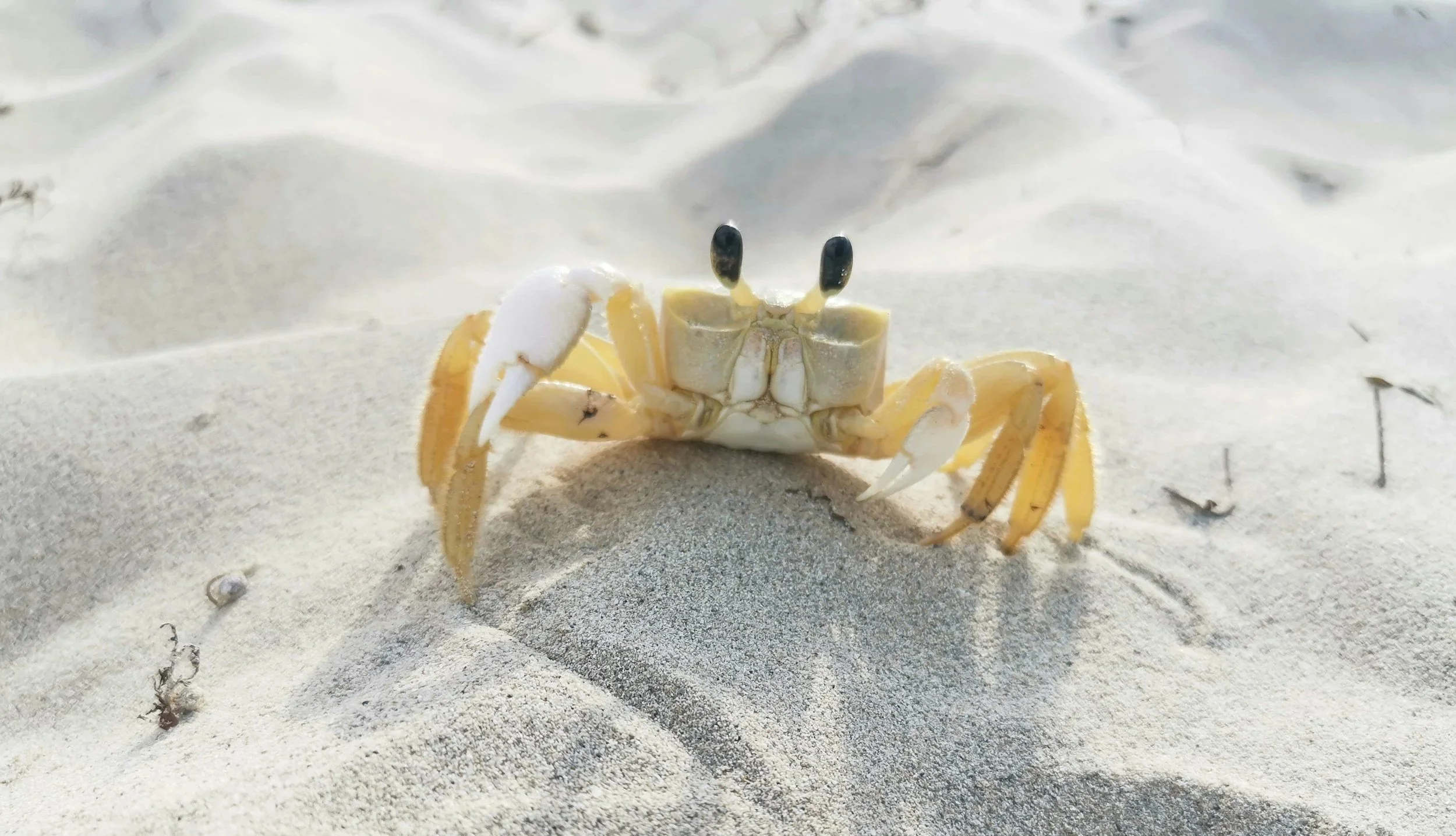 A small yellow crab with black eyes standing on sandy beach.