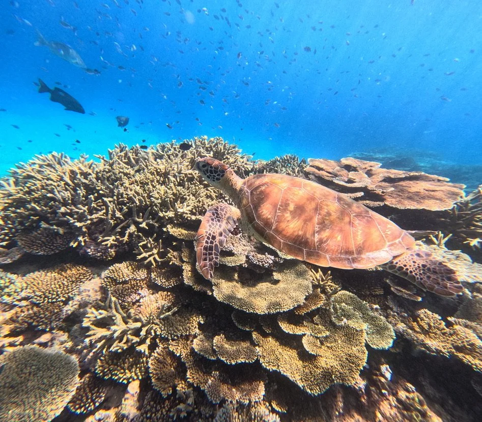 Lady Elliot Island, Queensland