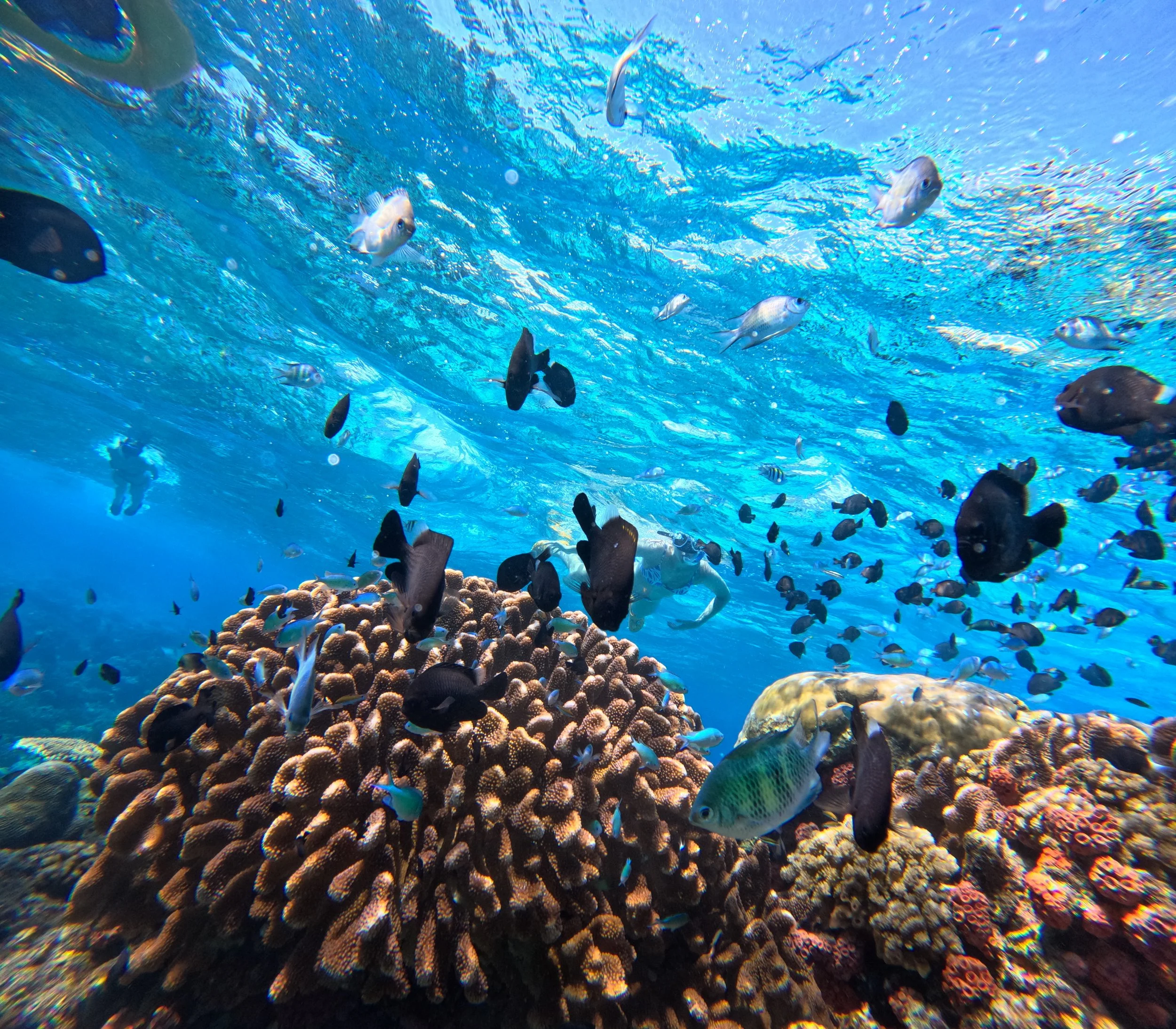 Sumilon Island Marine Sanctuary