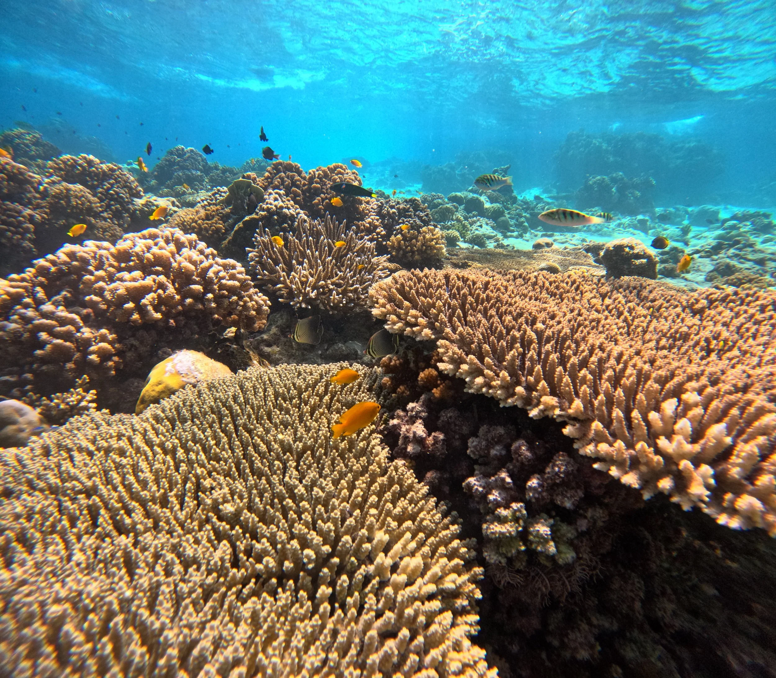 Sumilon Island Marine Sanctuary