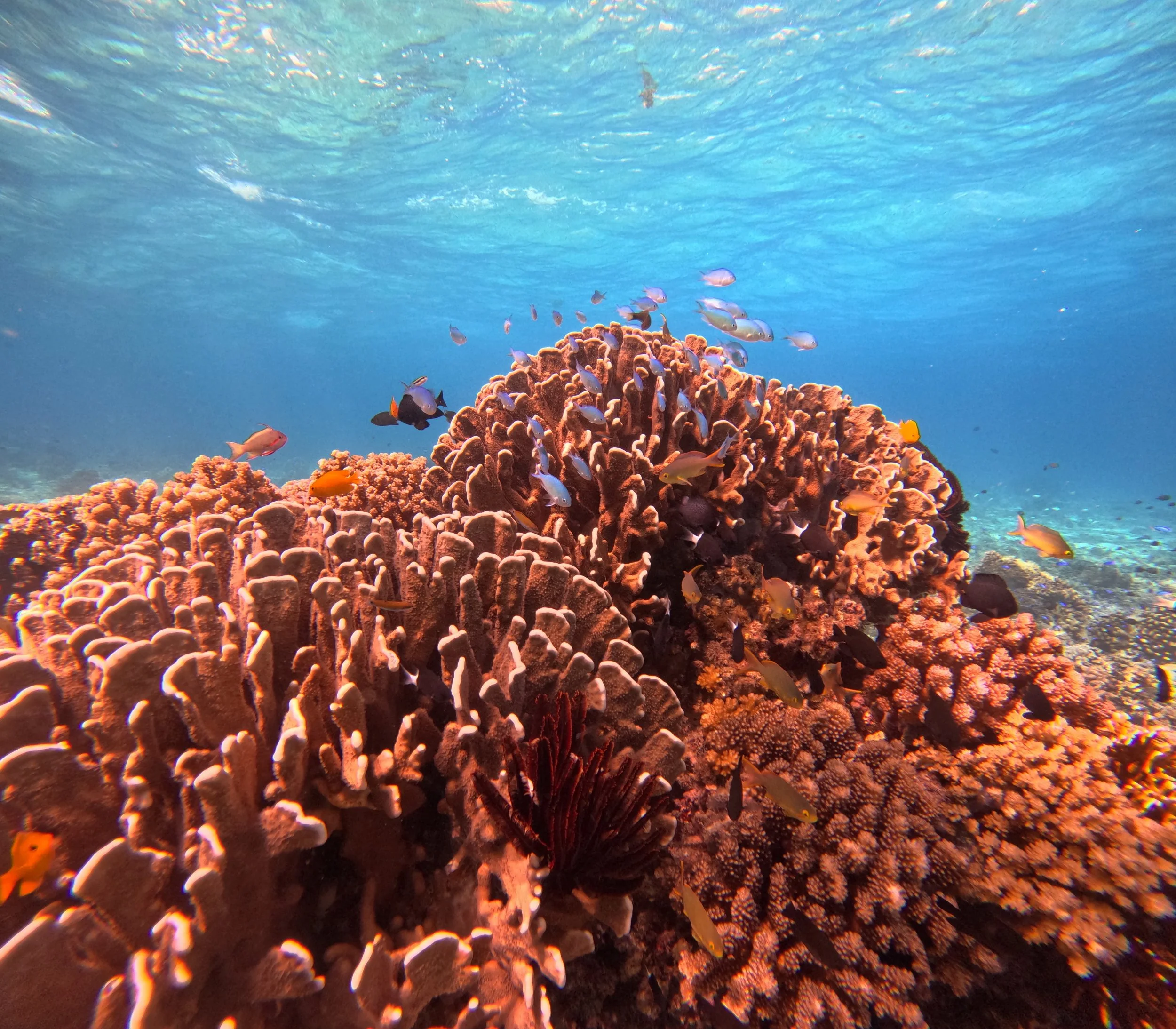 Sumilon Island Marine Sanctuary