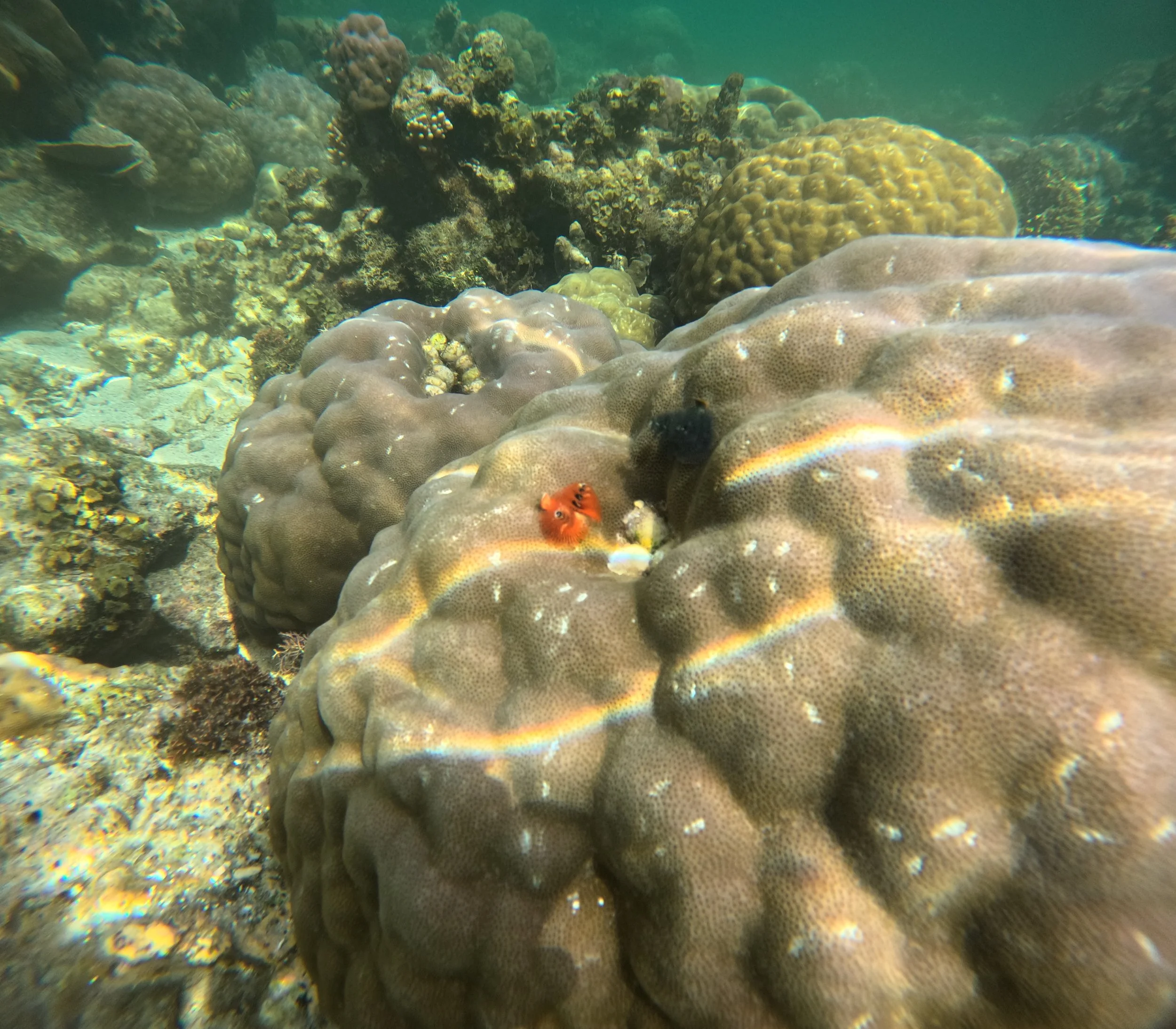 Siquijor Island Tubod Marine Santuary