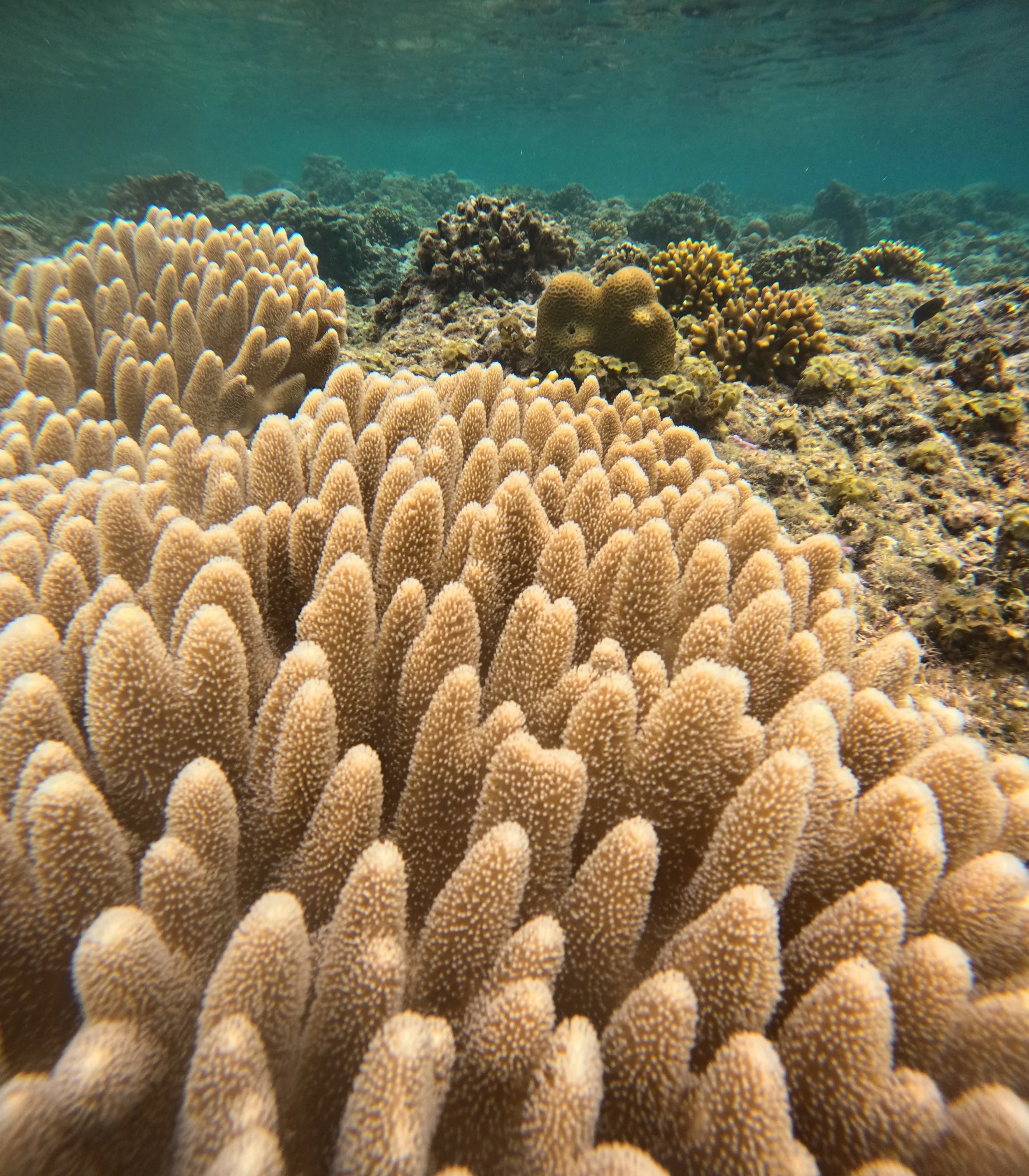 Siquijor Island Tubod Marine Santuary