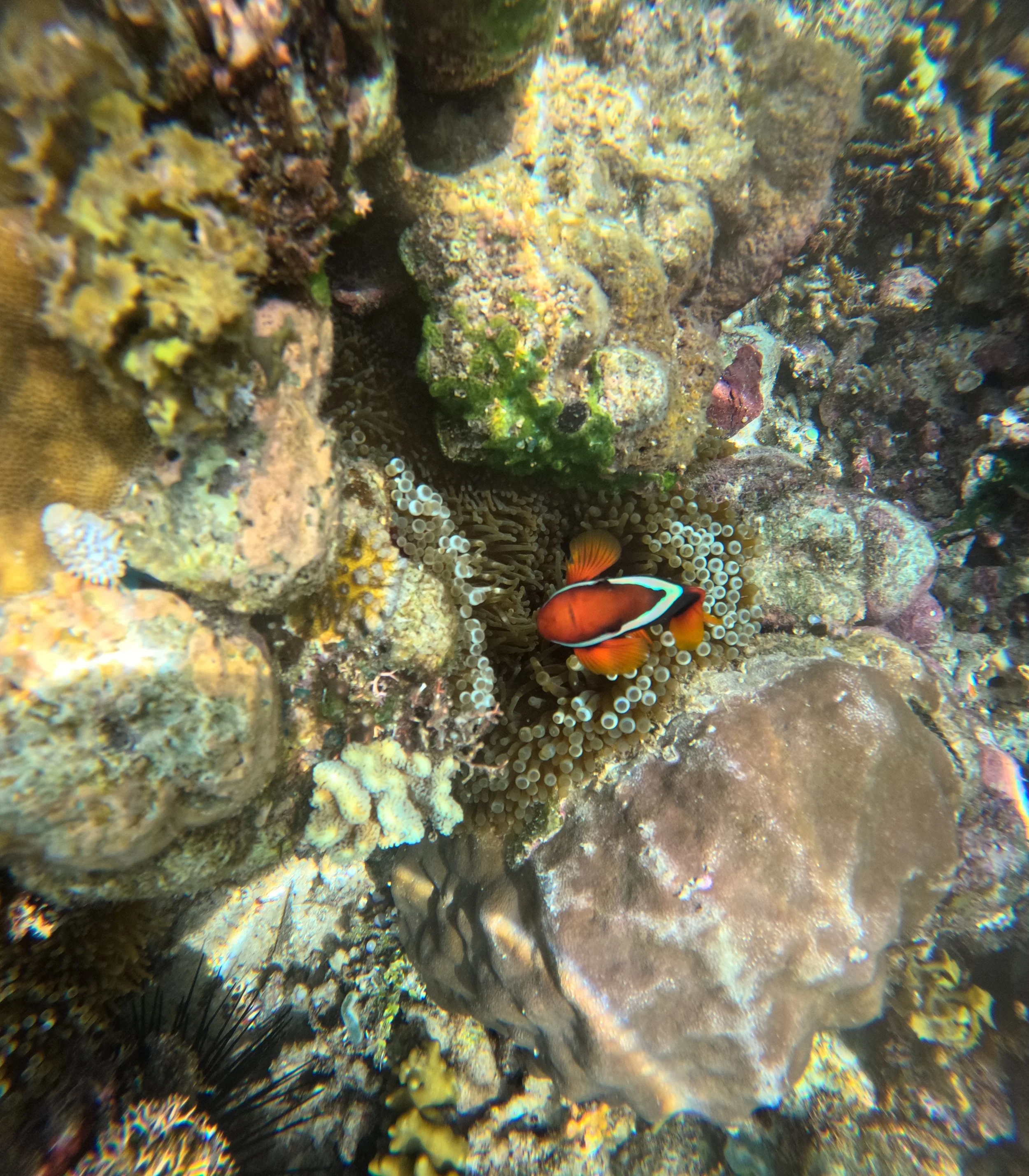 Siquijor Island Tubod Marine Sanctuary