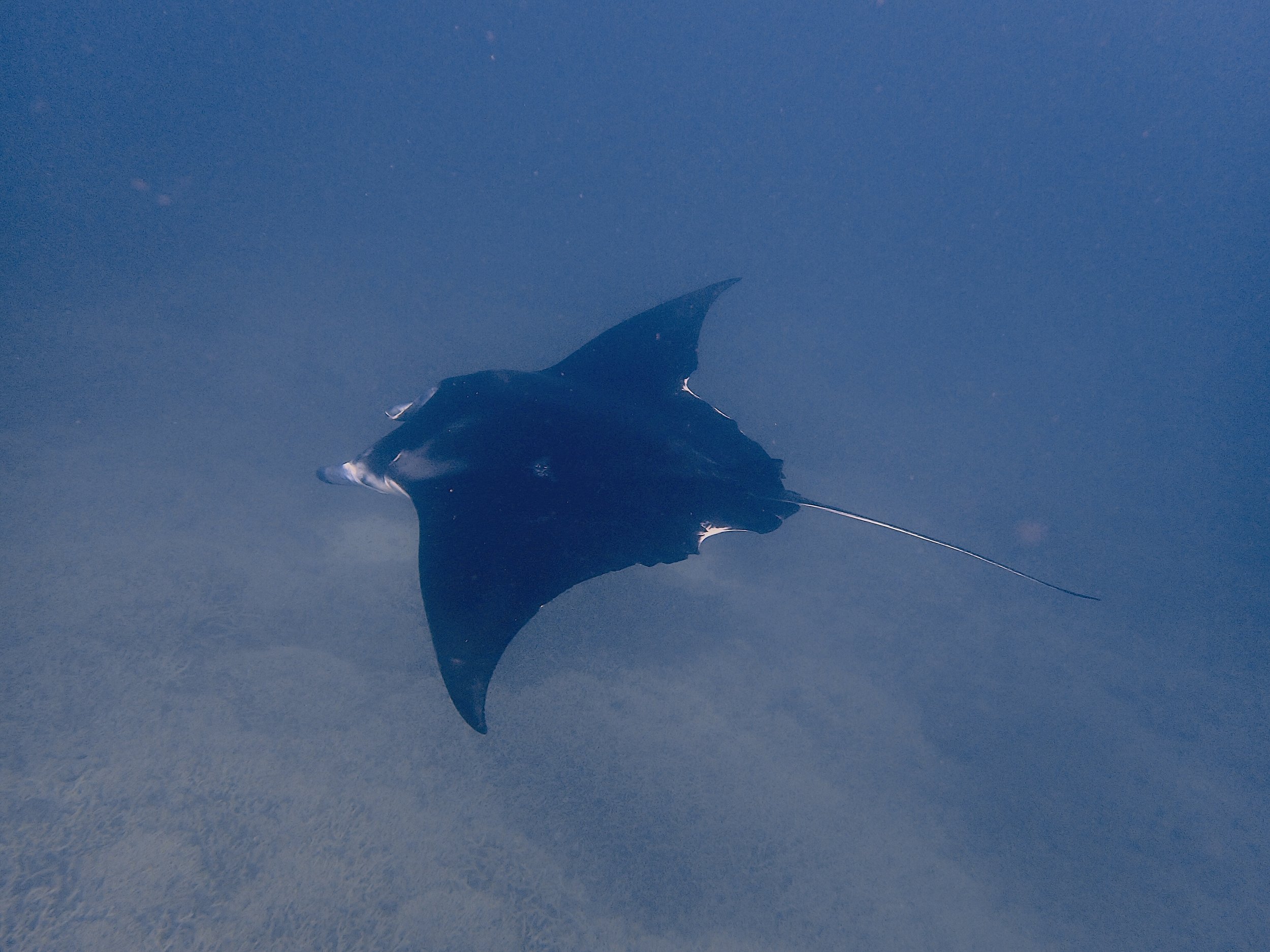Lady Elliot Island, Queensland