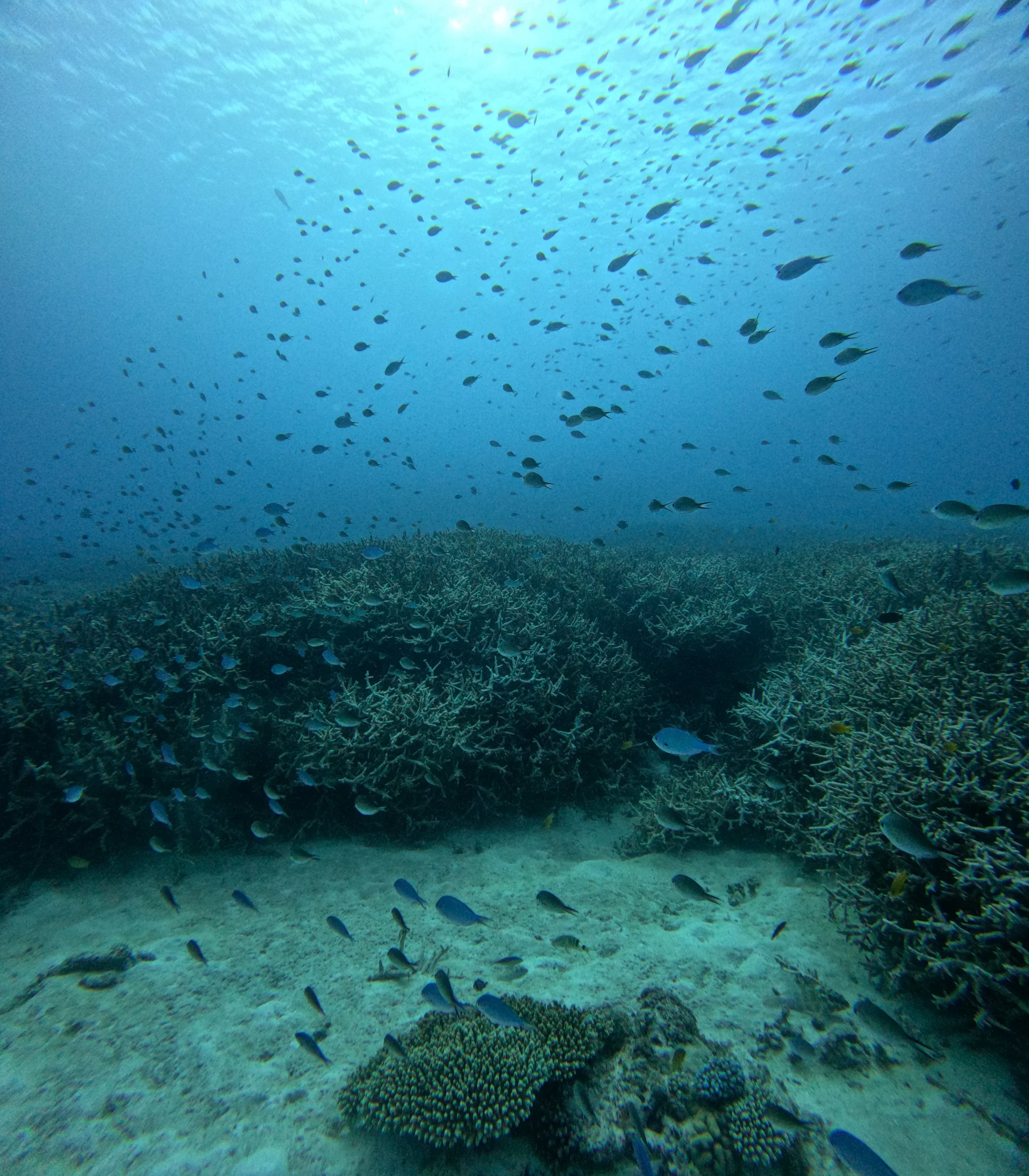 Lady Elliot Island, Queensland