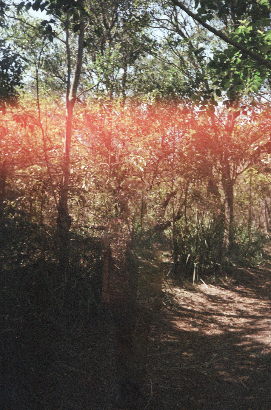 A person standing on a dirt path in a dense forest with sunlight filtering through the trees and some red light glare.