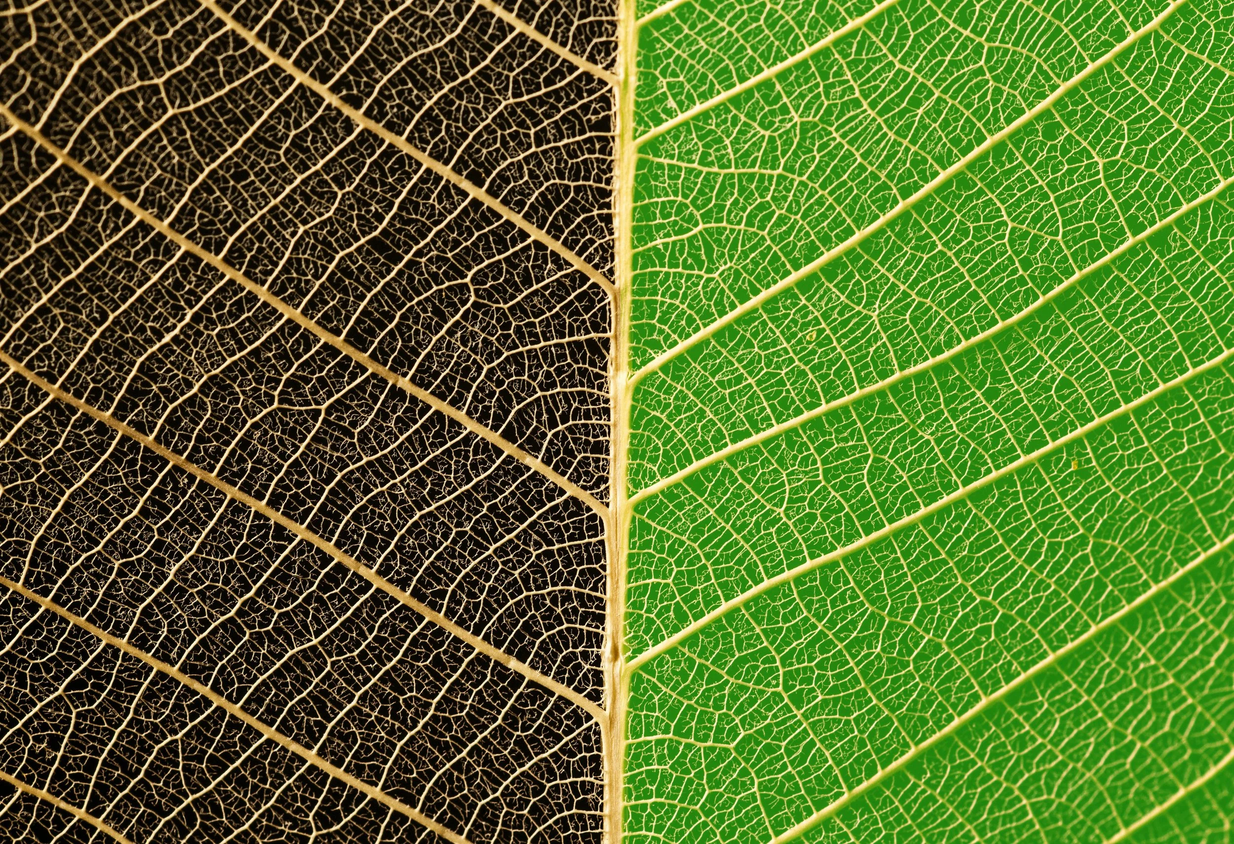 Custom Herbal Strategy + Pineal Detox Protocol