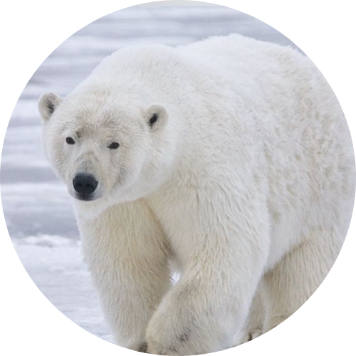 A polar bear walking on snow and ice in the Arctic.